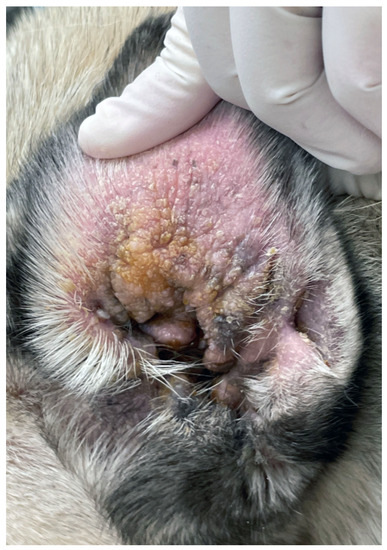 Lichenification treatment hotsell for dogs