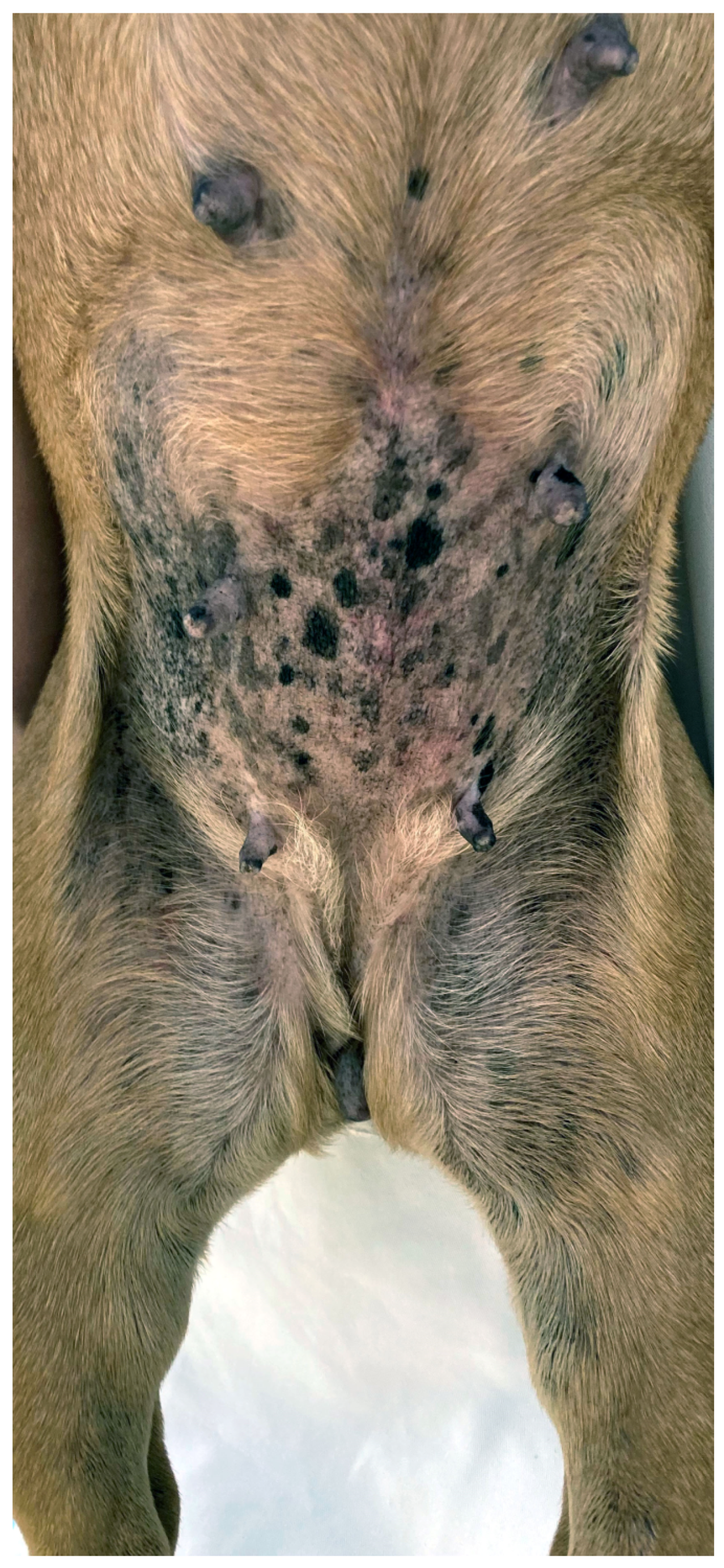 Animals 13 02016 g004