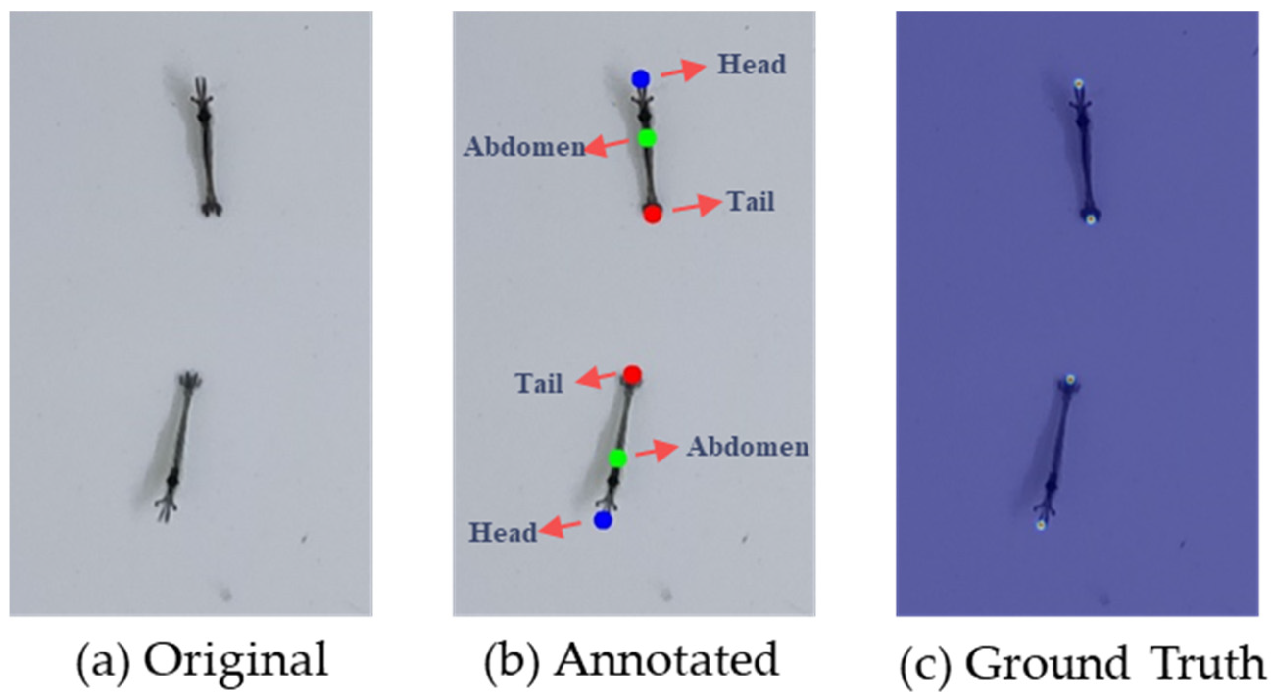 Animals 13 02036 g004
