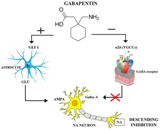 gabapentin mechanism of action in epilepsy