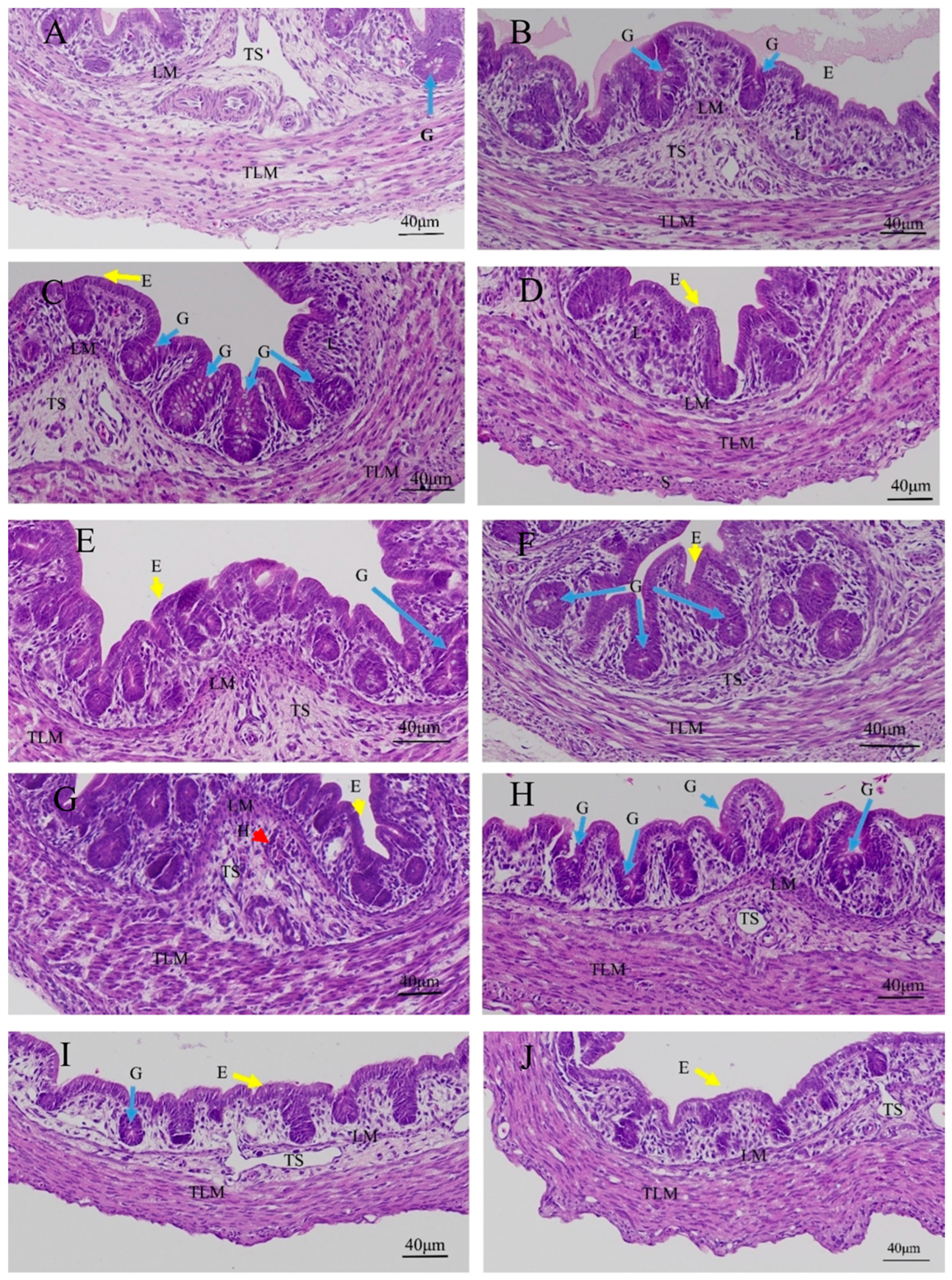 Animals 13 02051 g002