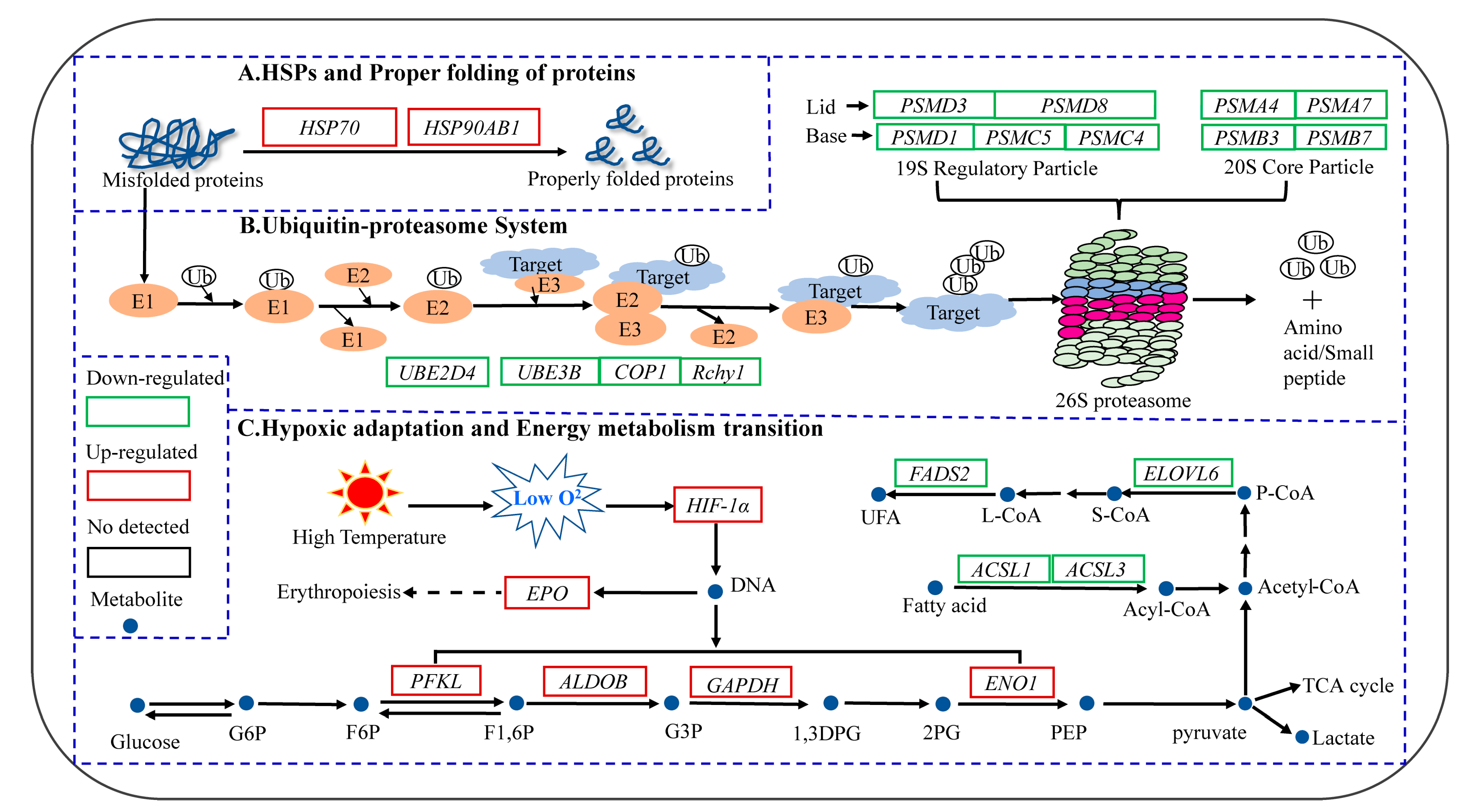 Animals 13 02053 g010 Animals 13 02053 g010