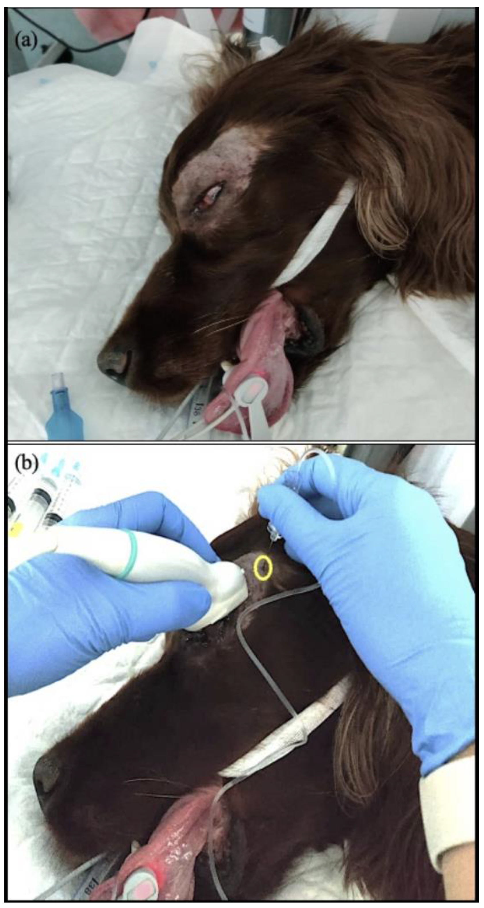 https://www.mdpi.com/animals/animals-13-02059/article_deploy/html/images/animals-13-02059-g001.png