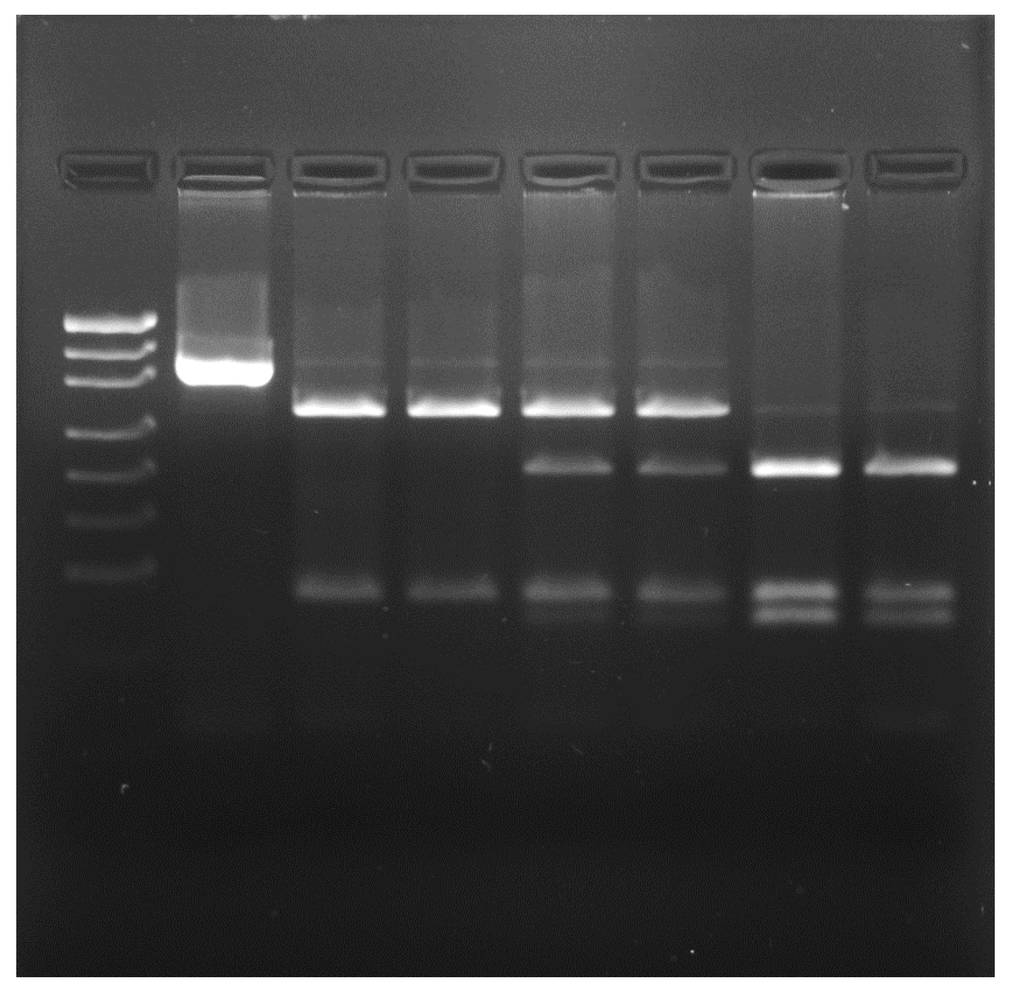 Animals 13 02070 g006