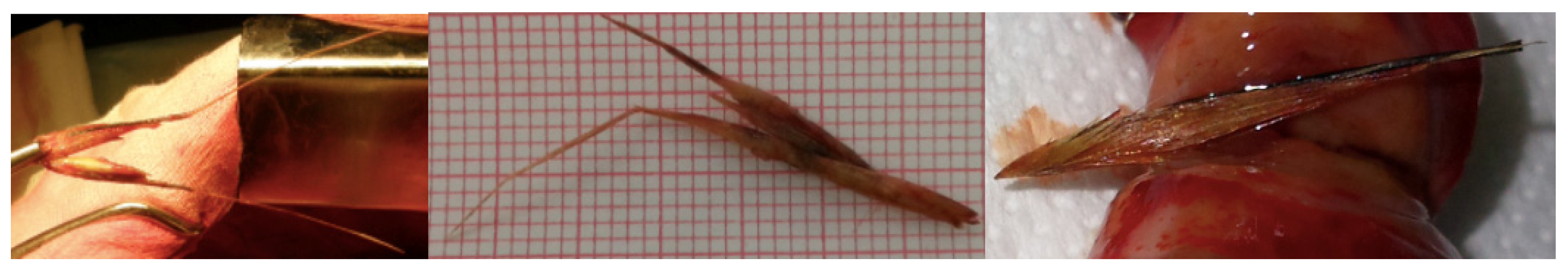 Animals 13 02071 g001