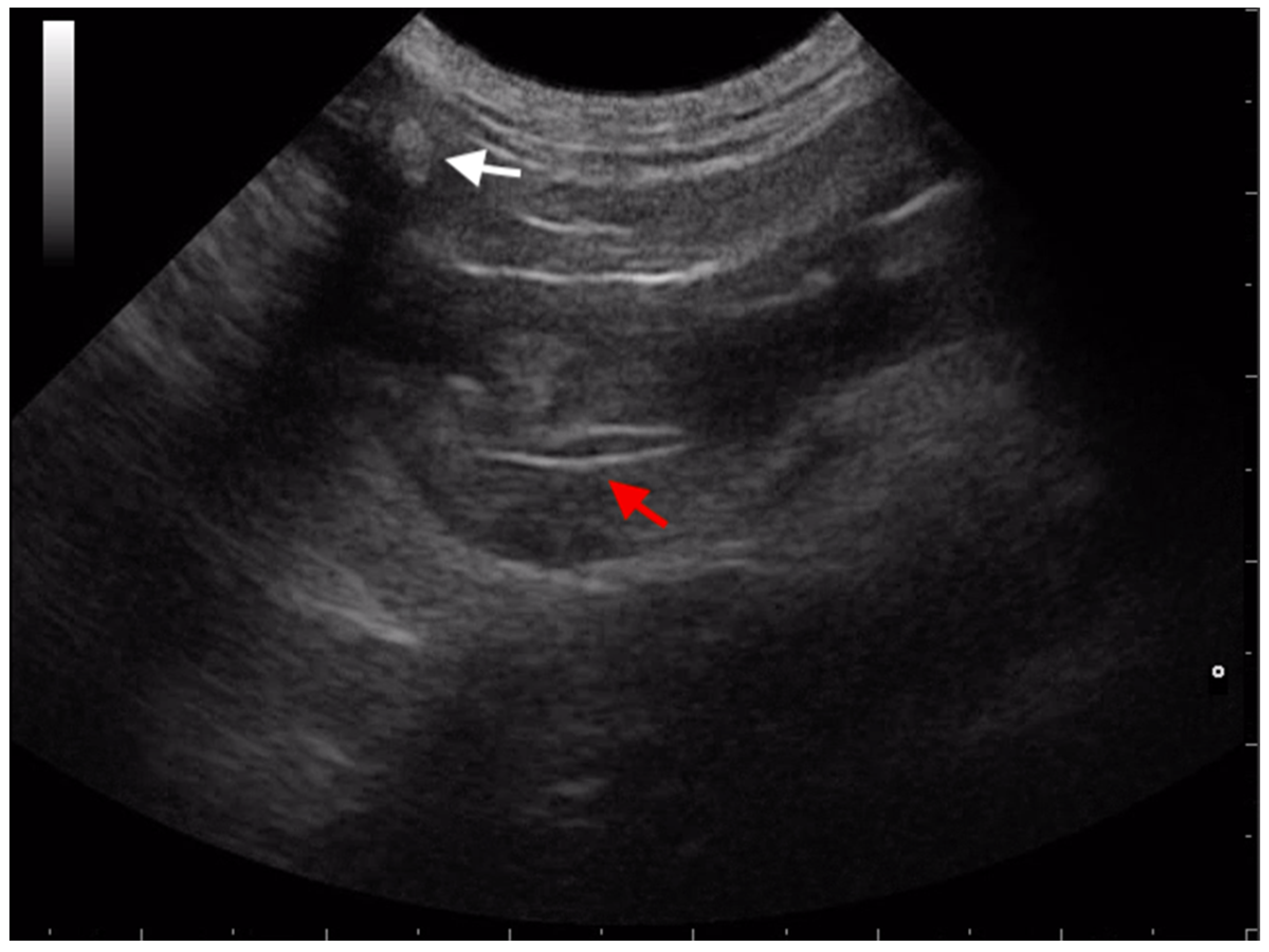 Animals 13 02071 g003