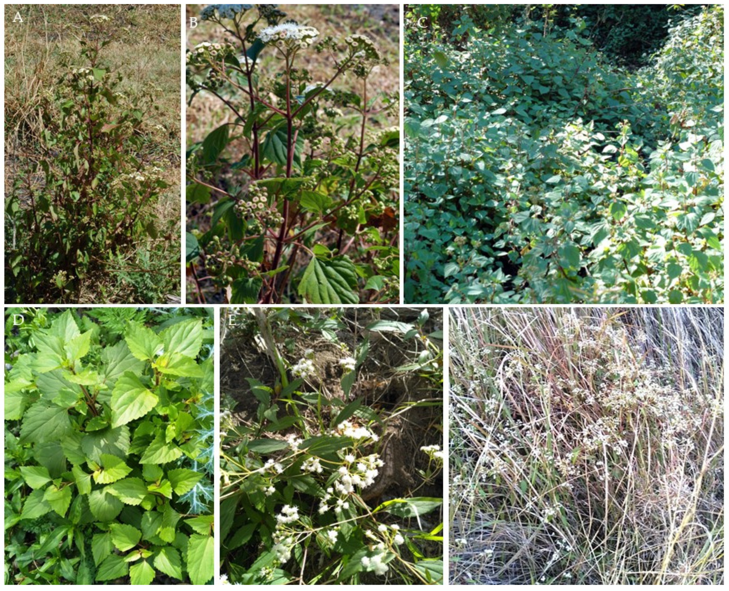 Animals 13 02082 g001 Animals 13 02082 g001