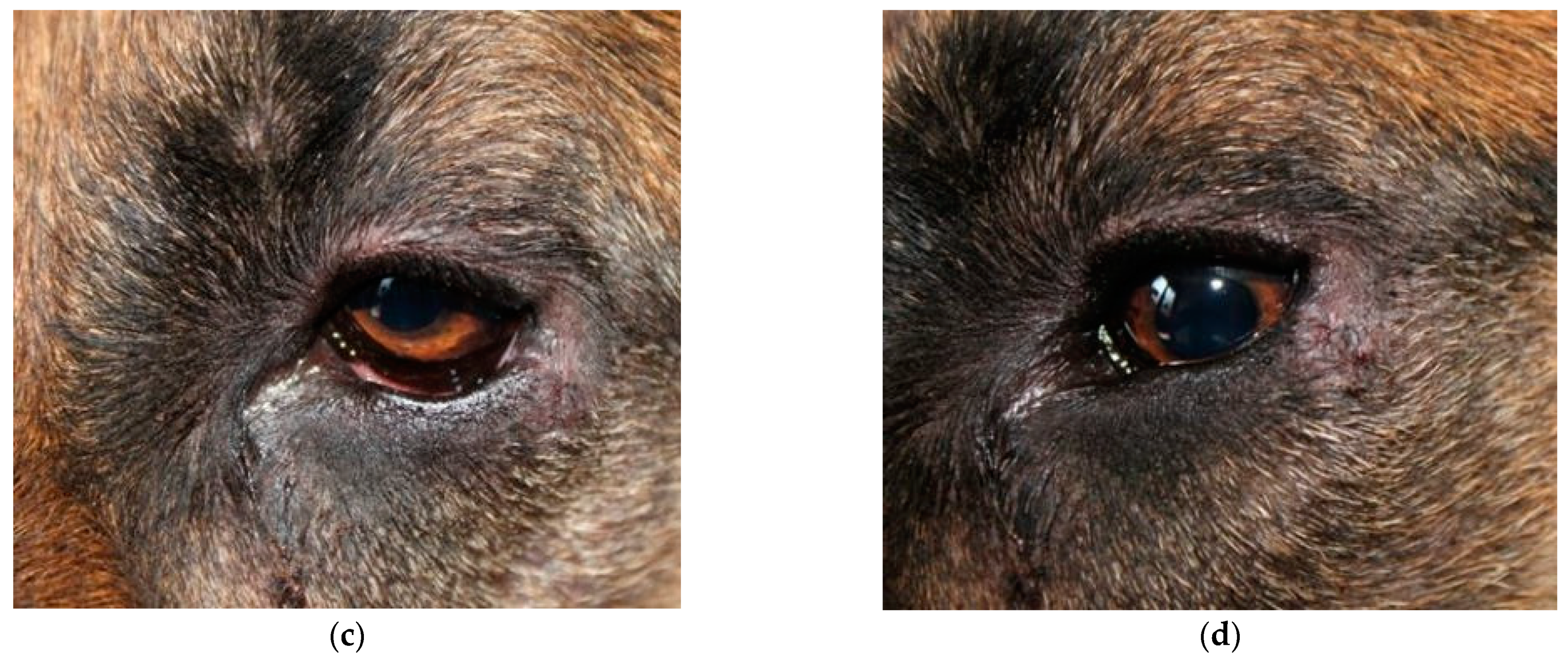 Animals 13 02105 g001b