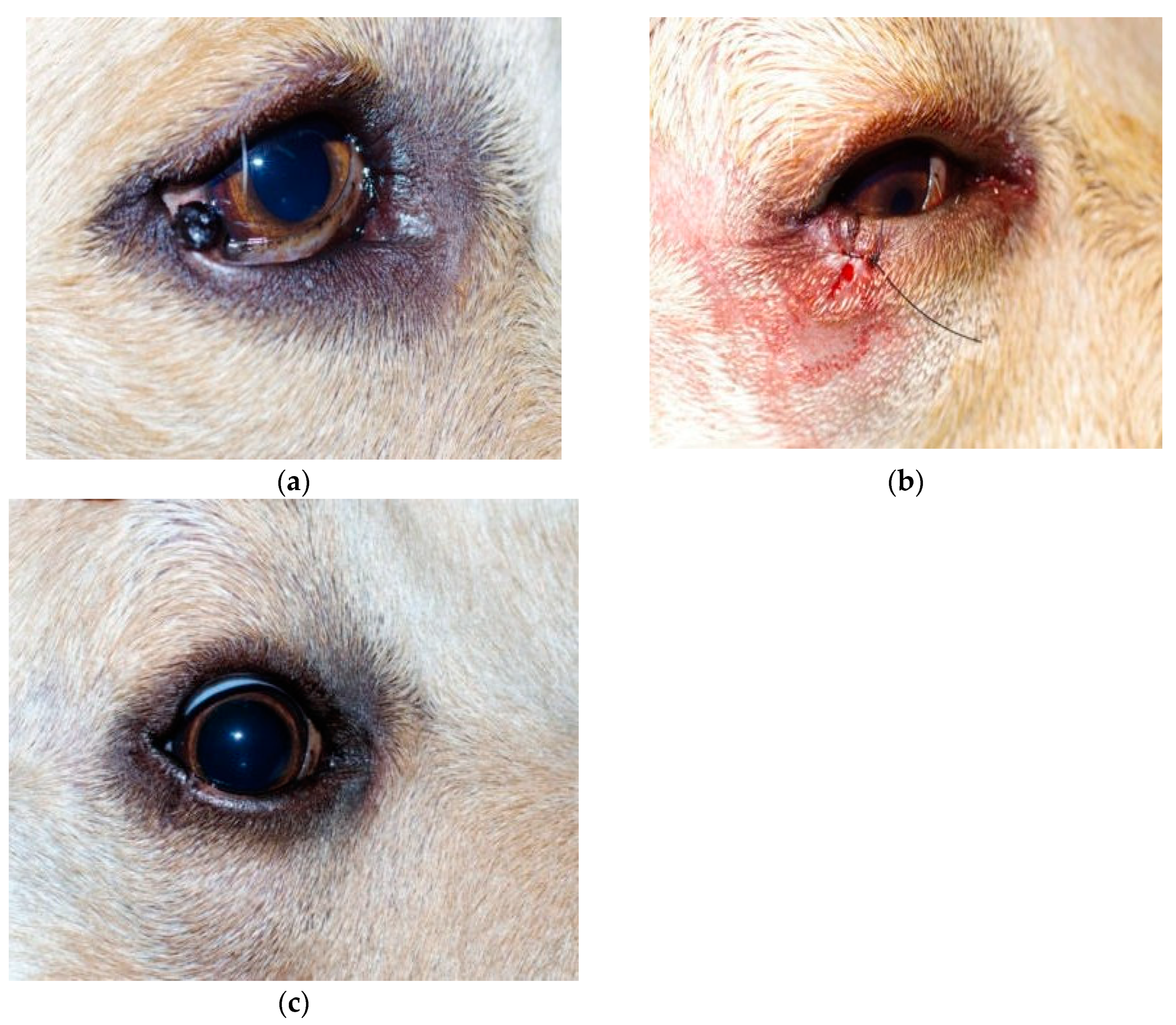 Papilloma on hot sale dog's eyelid