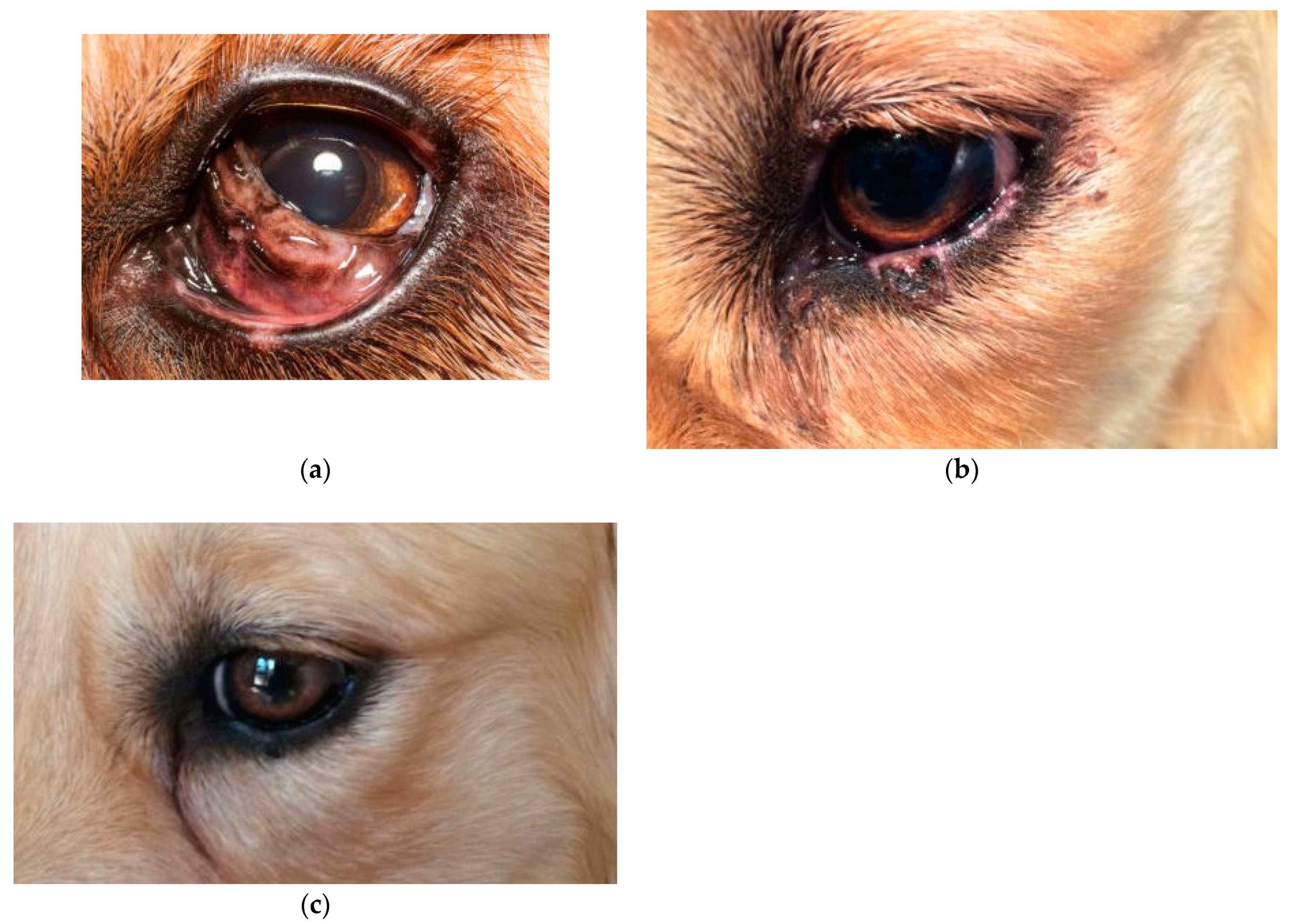 Animals 13 02105 g003