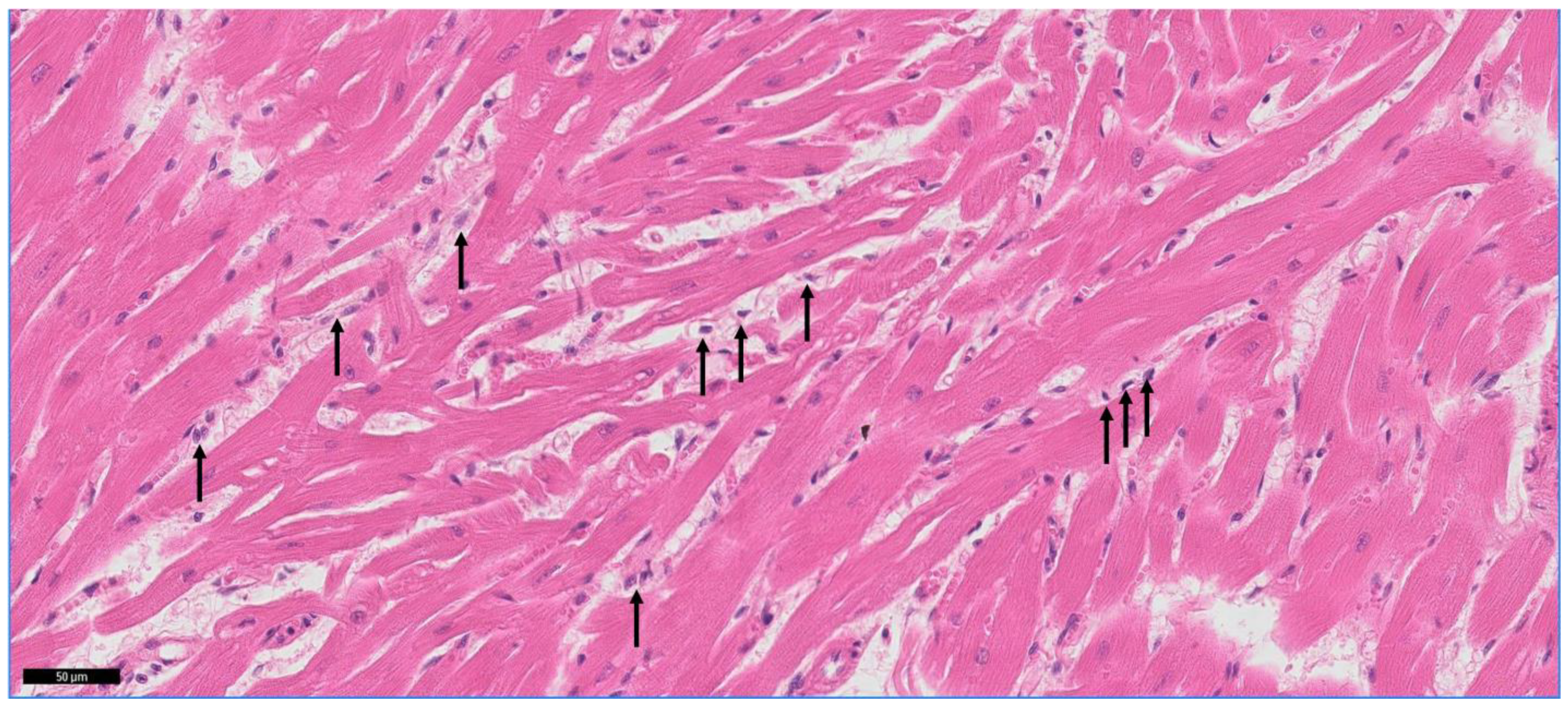 Animals 13 02112 g002