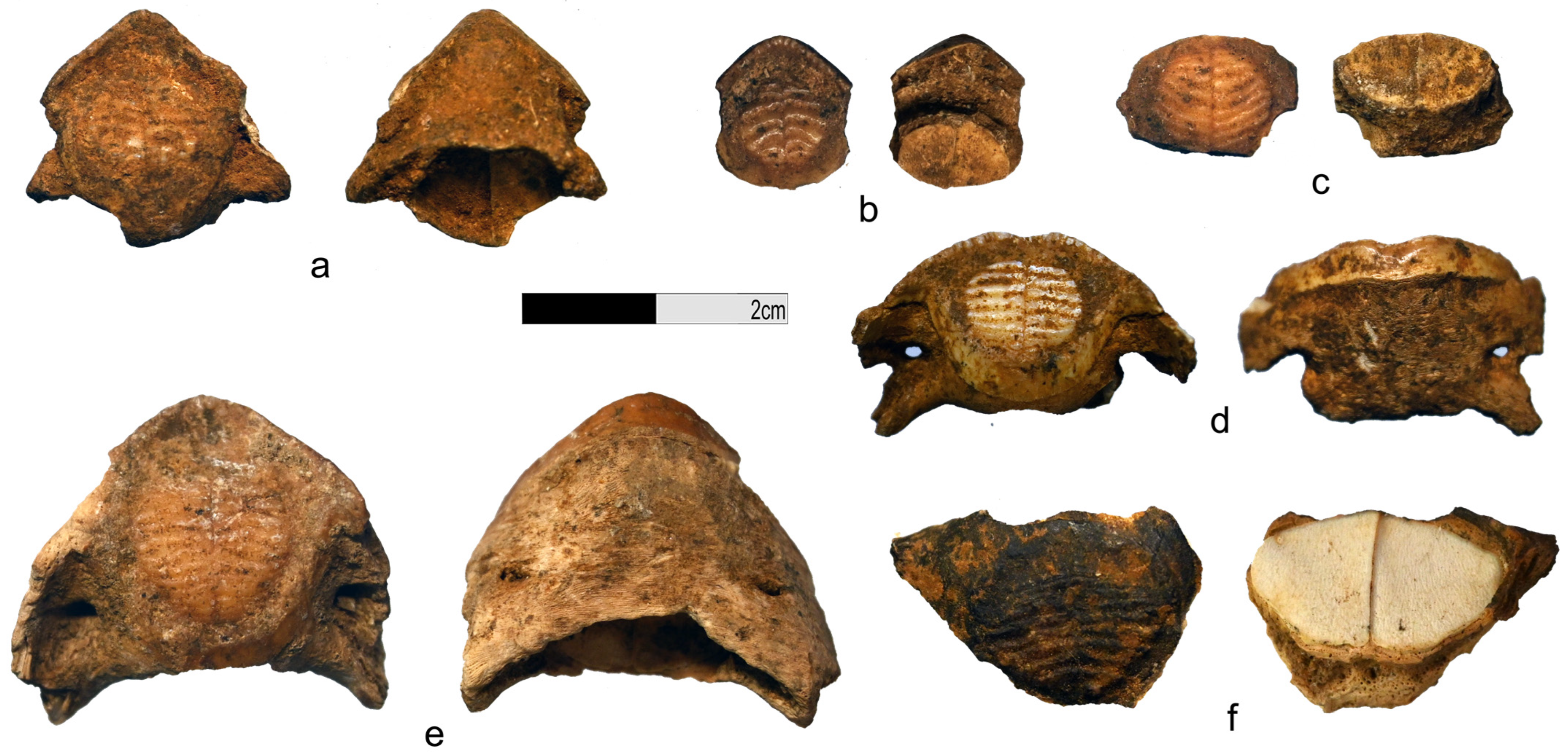 Animals 13 02113 g005