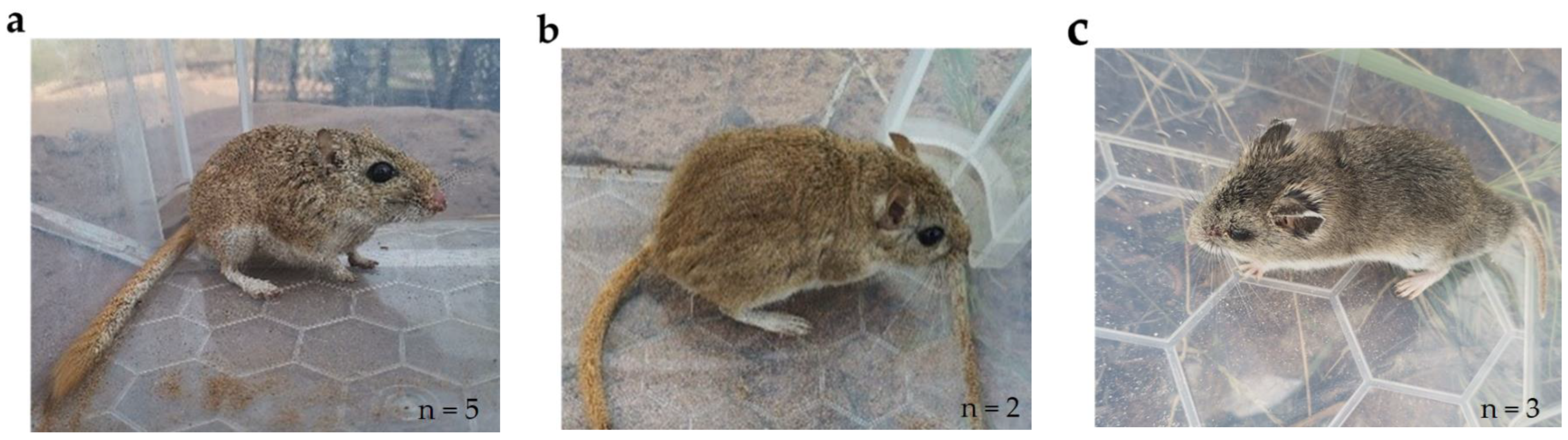 Animals 13 02114 g002 Animals 13 02114 g002