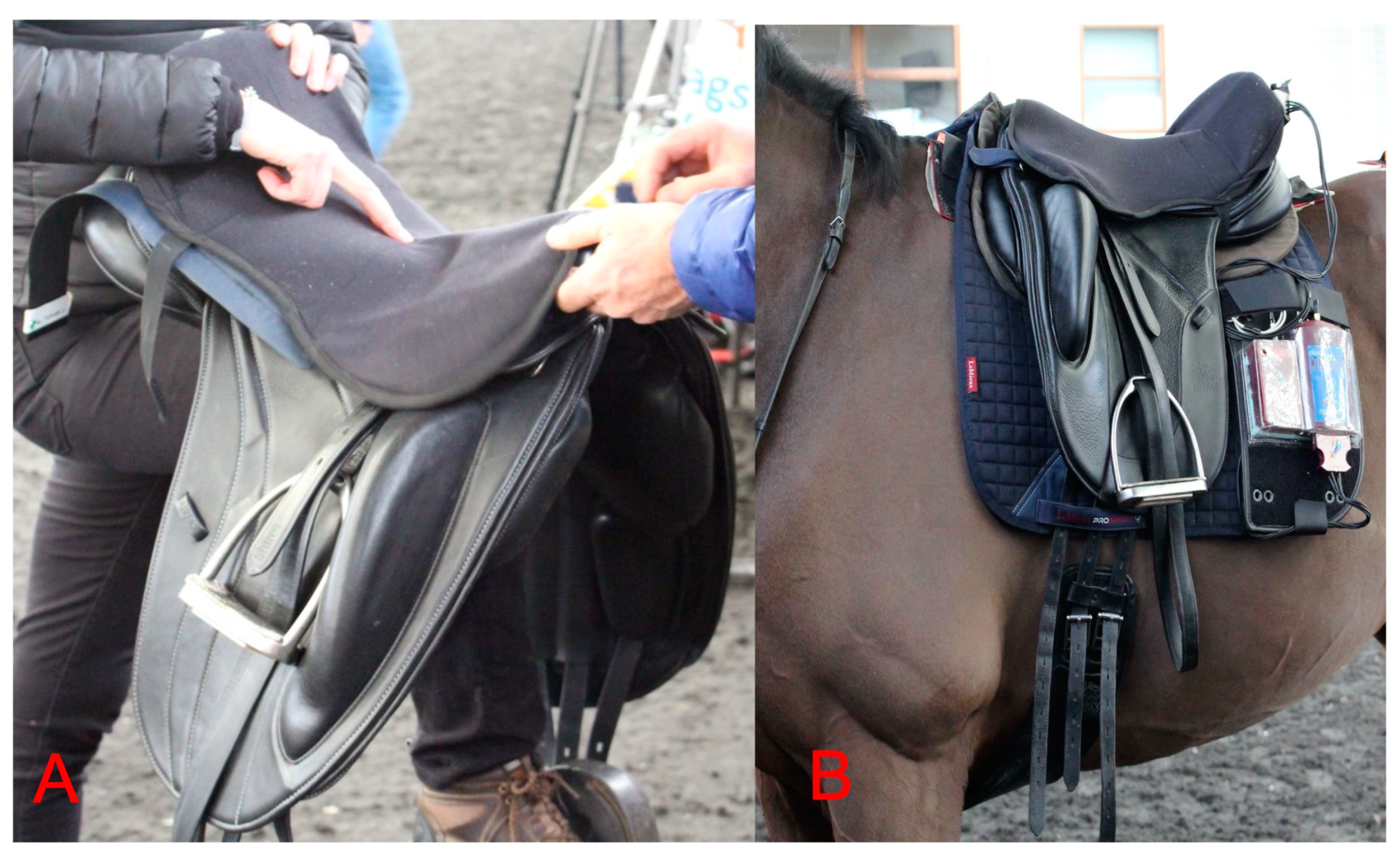 Animals 13 02127 g001