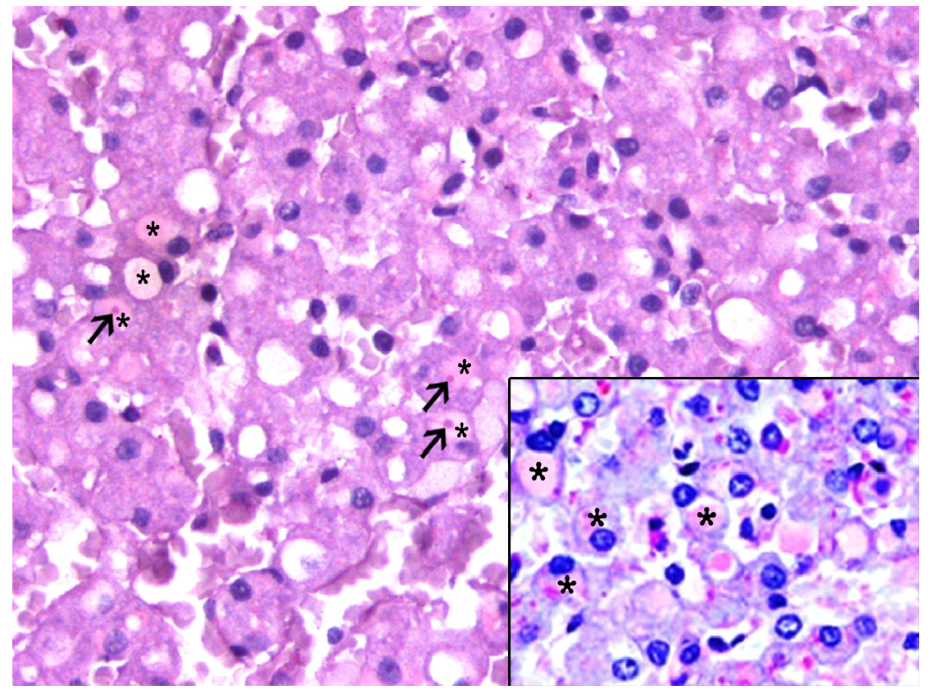 Animals 13 02130 g002