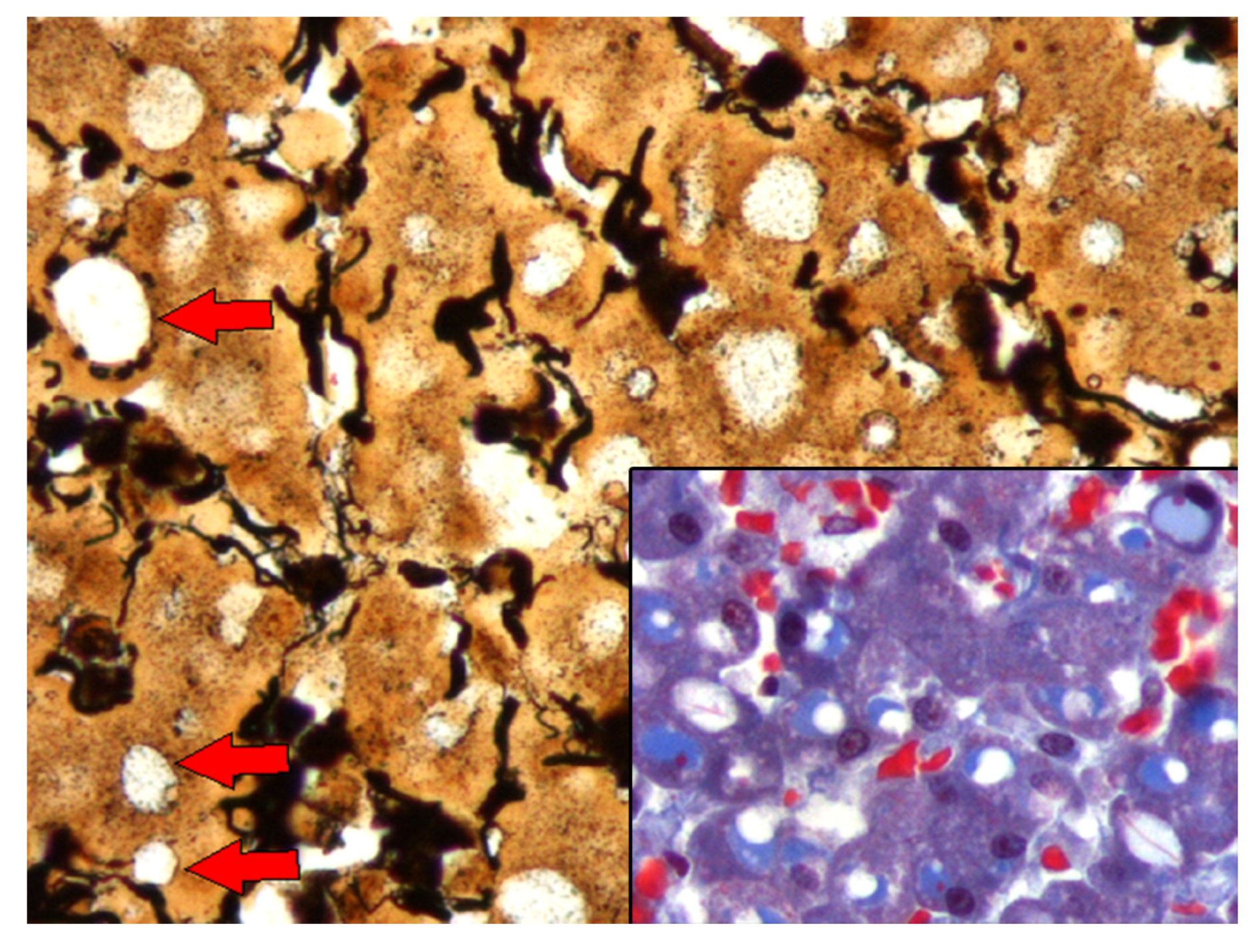 Animals 13 02130 g005