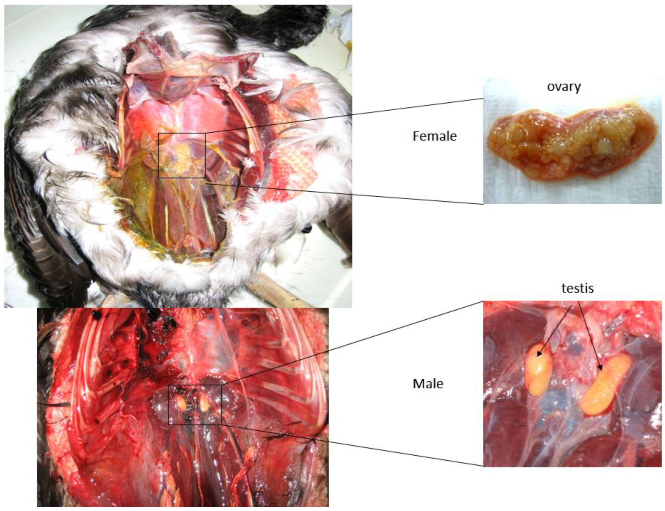 Animals 13 02142 g002