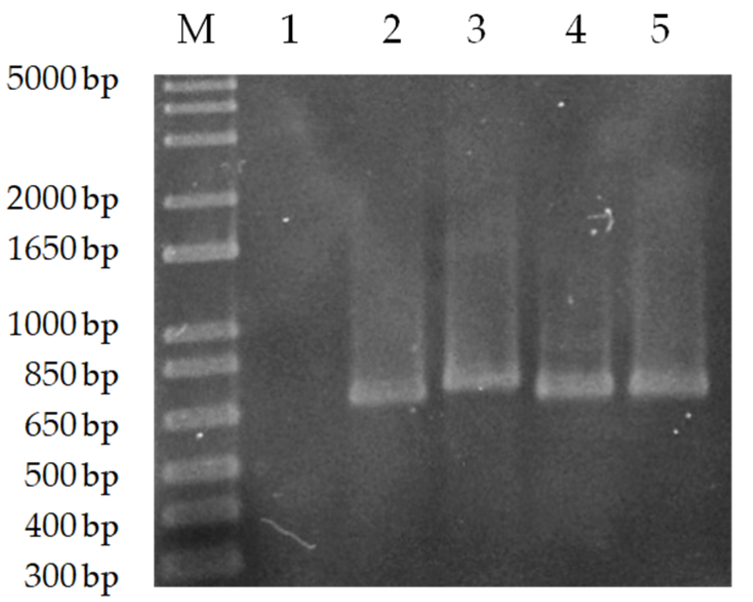 Animals 13 02153 g001
