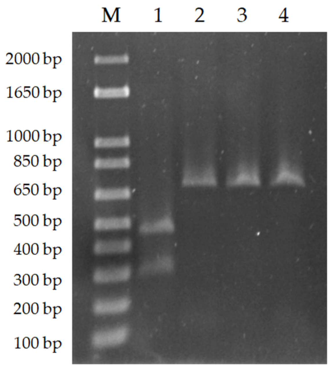 Animals 13 02153 g002