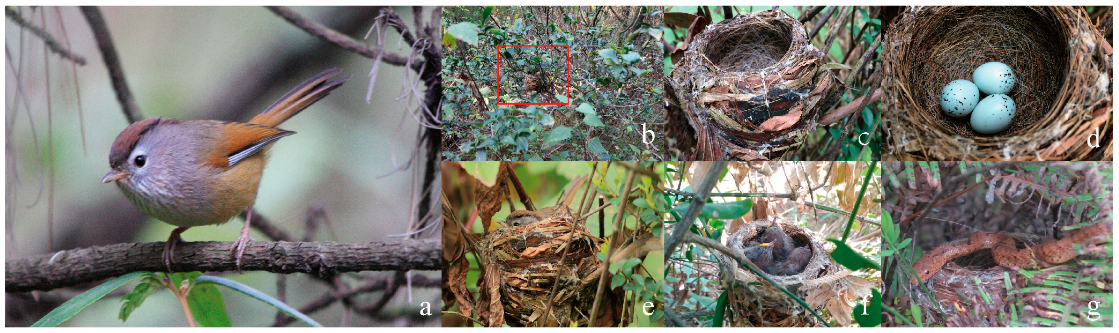 Animals 13 02157 g002 Animals 13 02157 g002