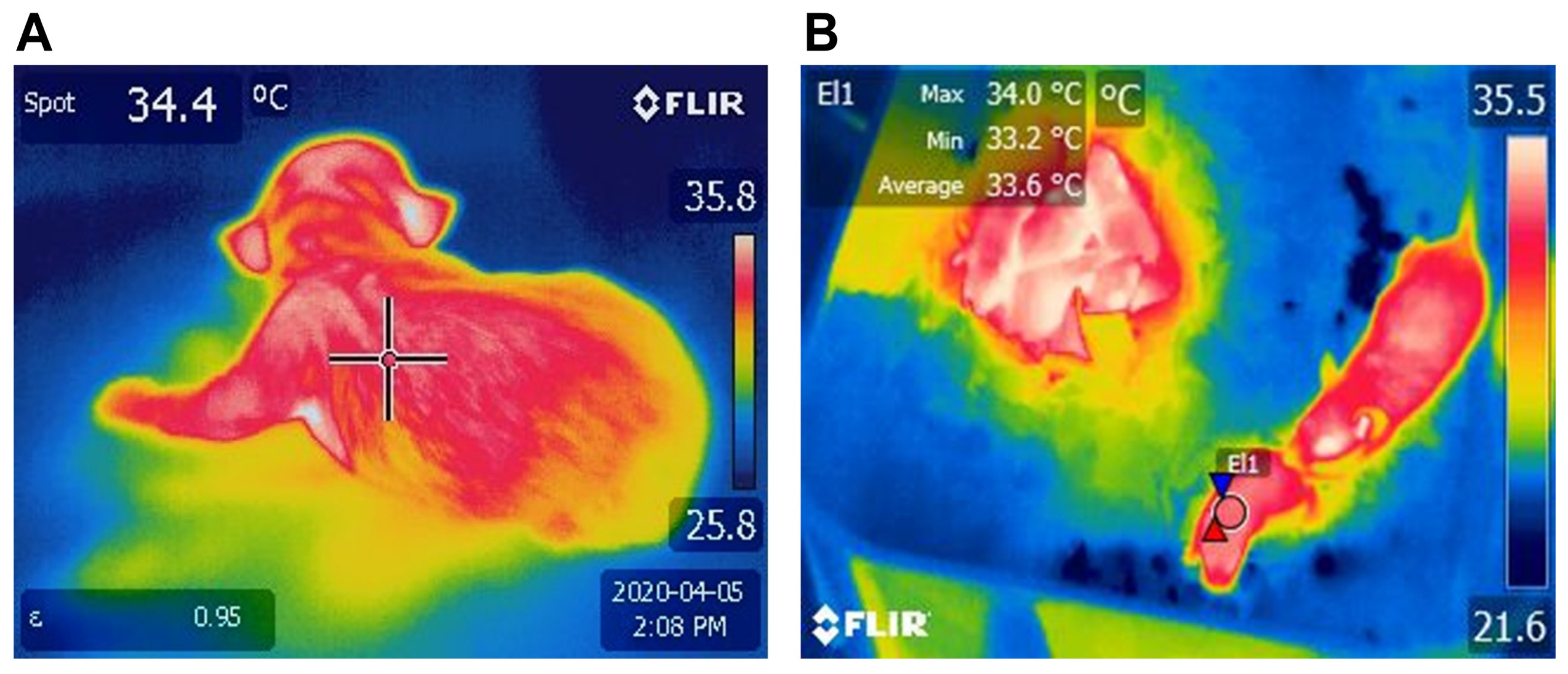 Animals 13 02173 g004
