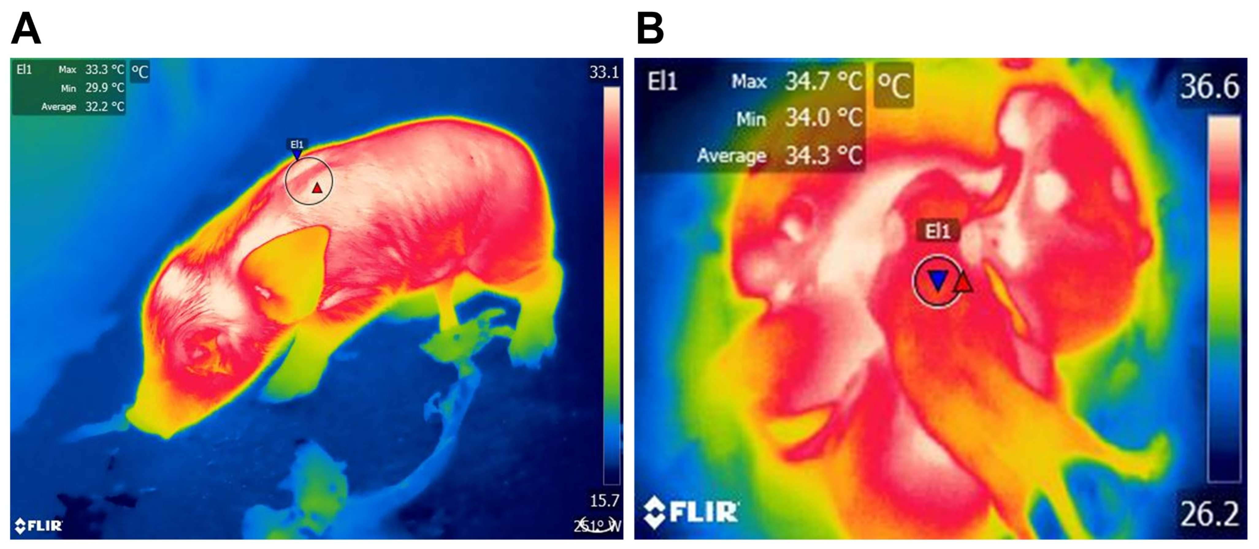 Animals 13 02173 g005