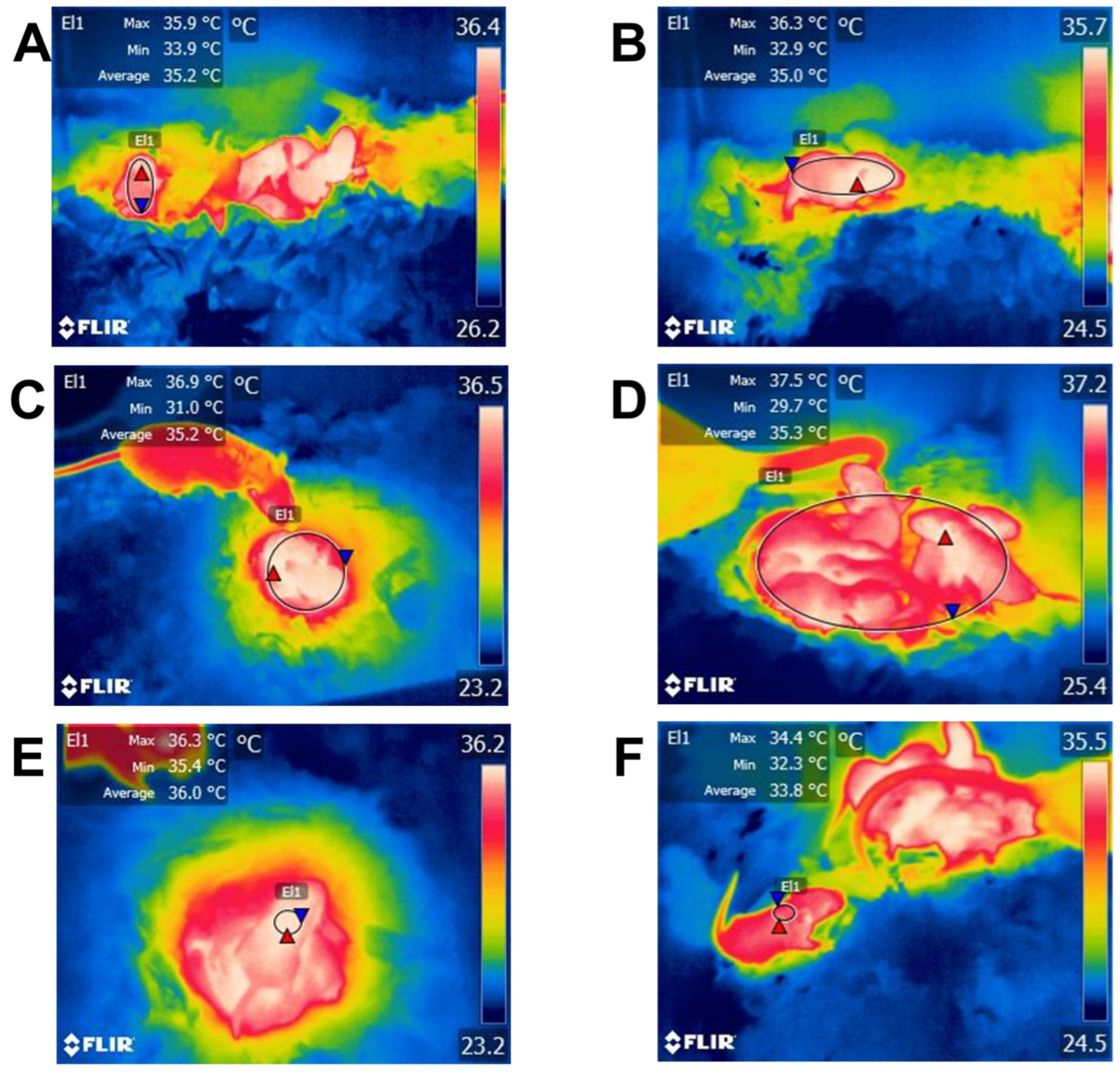 Animals 13 02173 g006