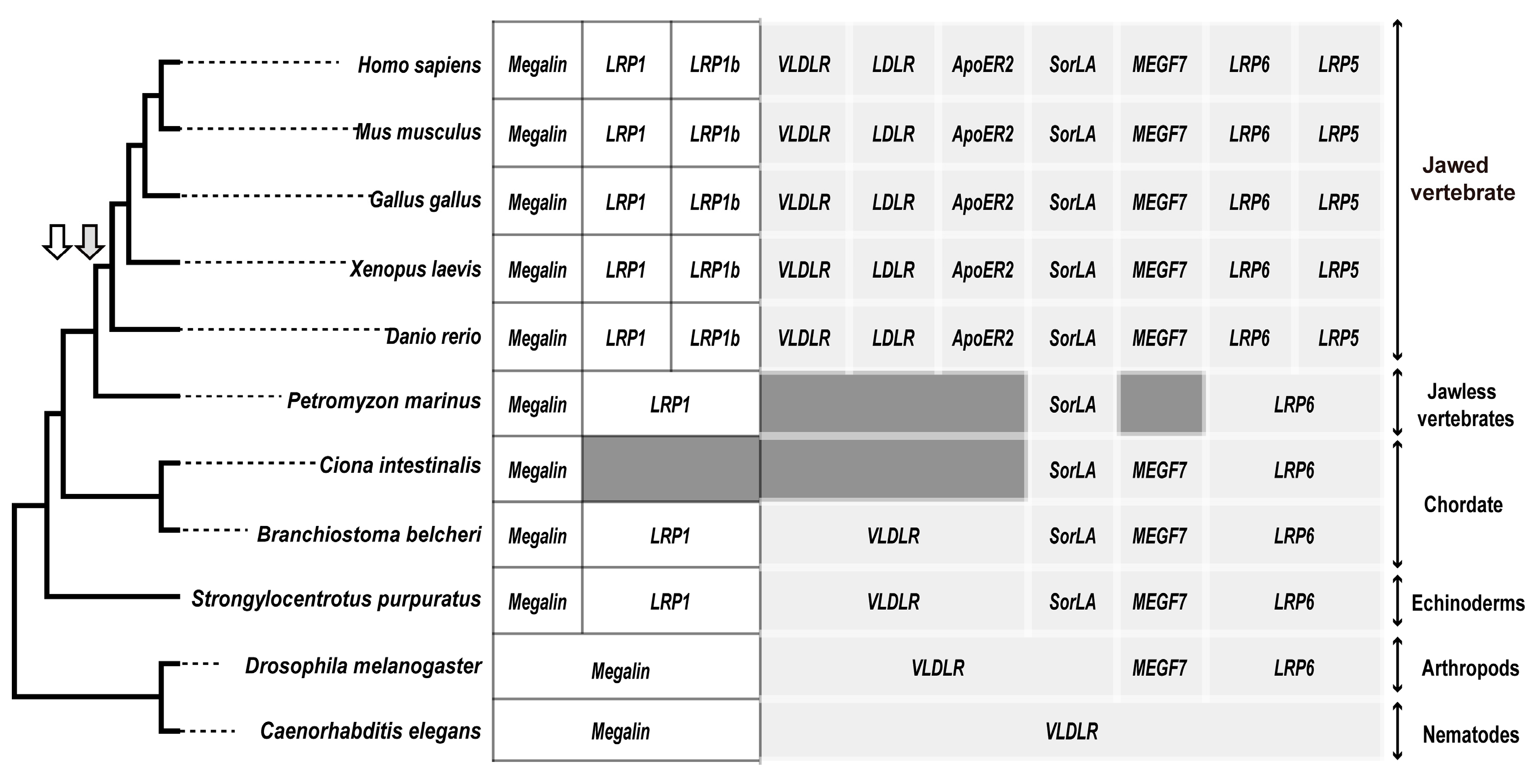 Animals 13 02193 g006 Animals 13 02193 g006