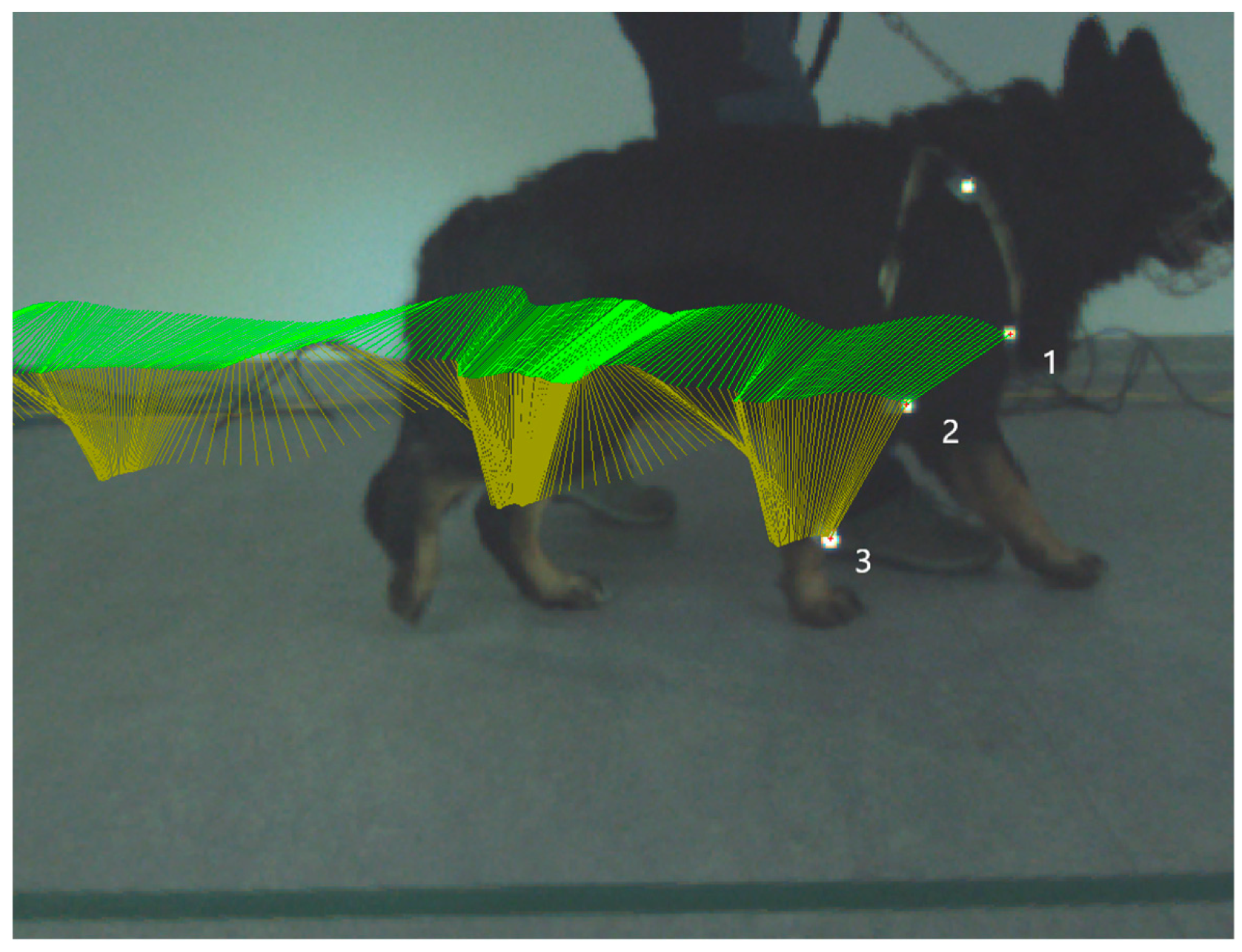 Animals Free Full-Text Two Amnion-Derived Mesenchymal Stem-Cells Injections to Osteoarthritic Elbows in Dogsandmdash;Pilot Study pic