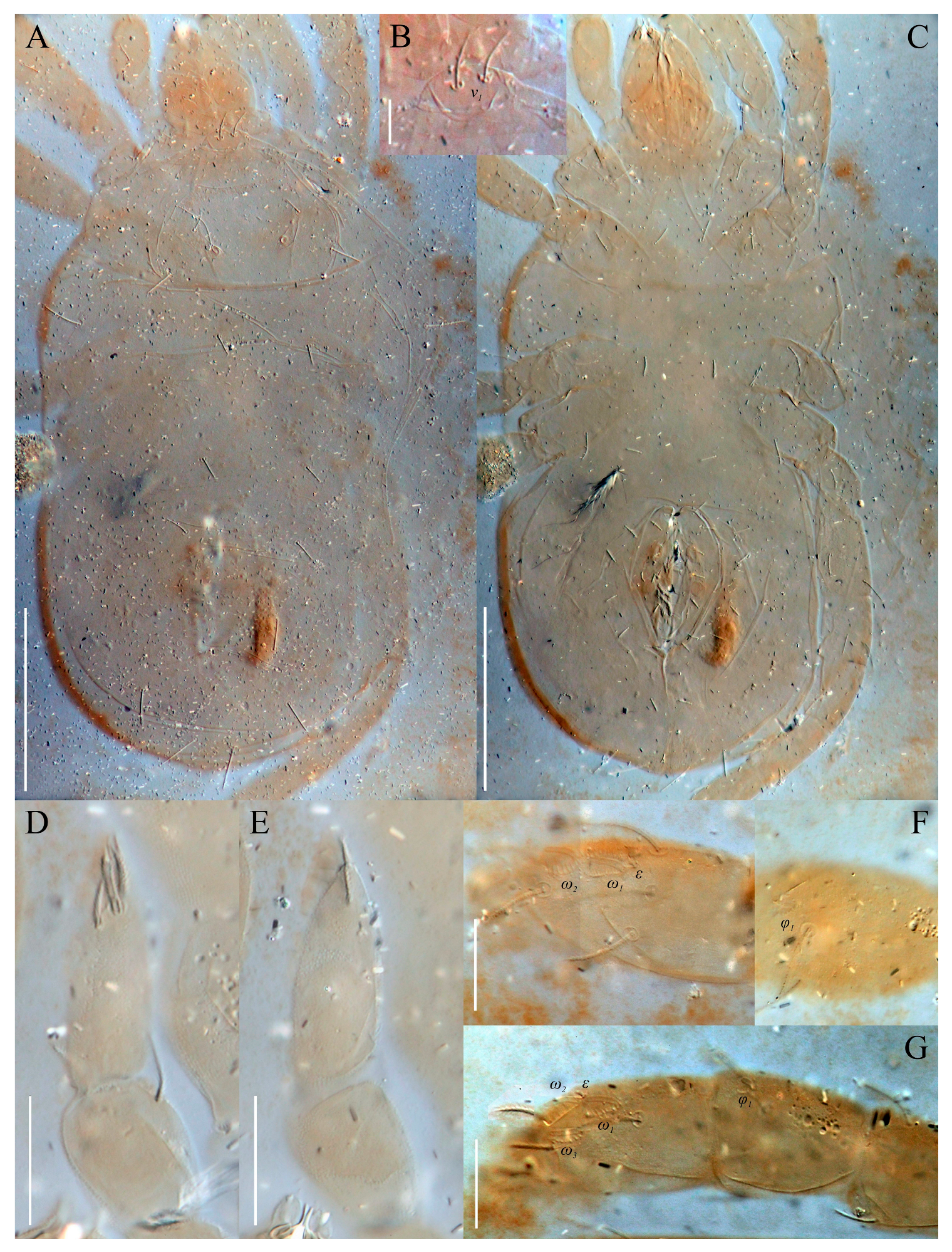 Animals 13 02213 g020