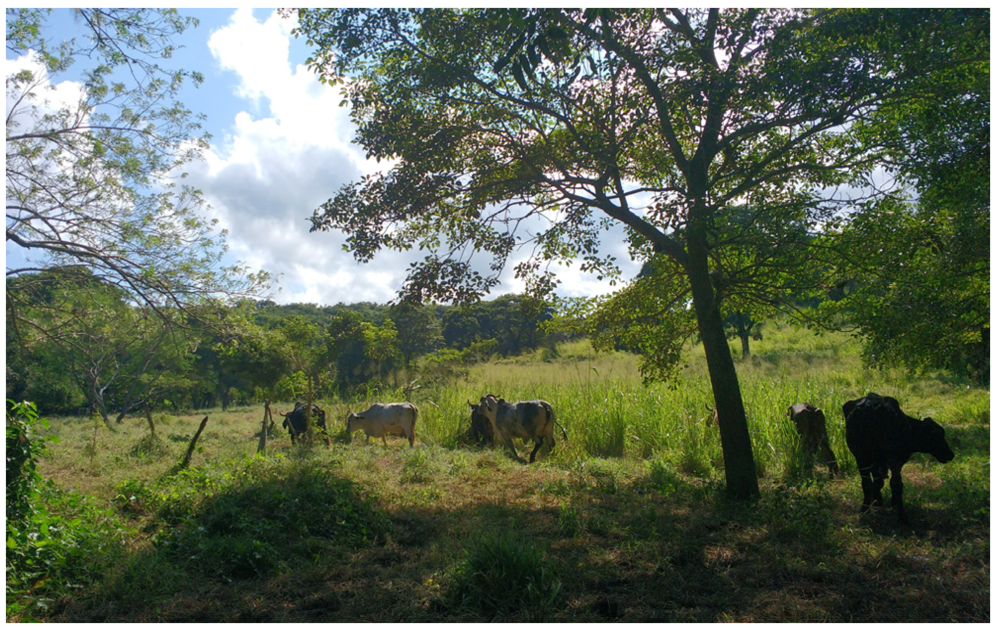 Animals 13 02224 g003