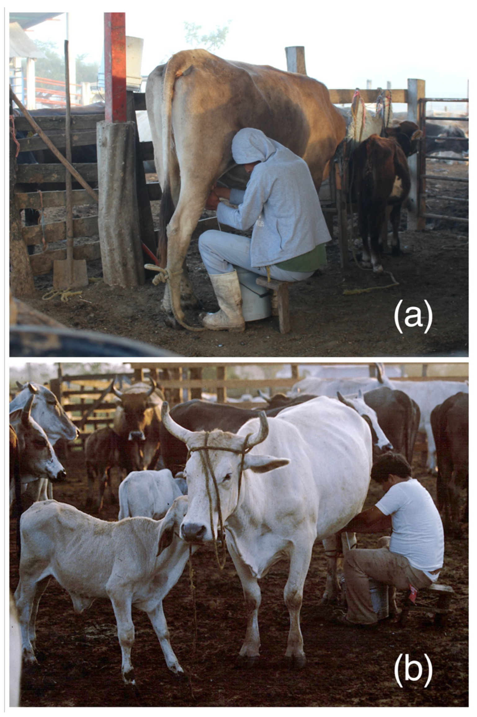 Animals 13 02224 g004