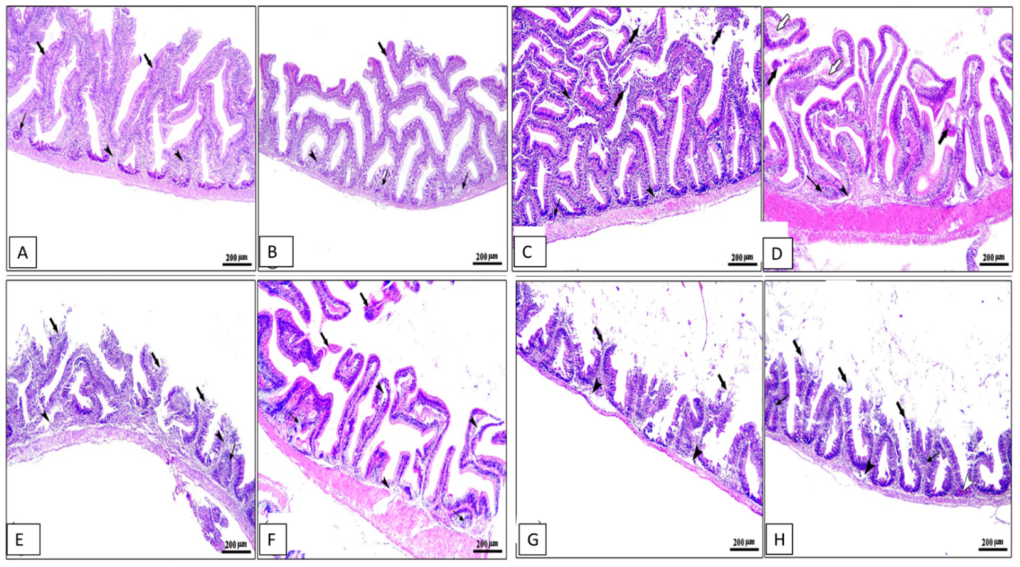 Animals 13 02229 g004