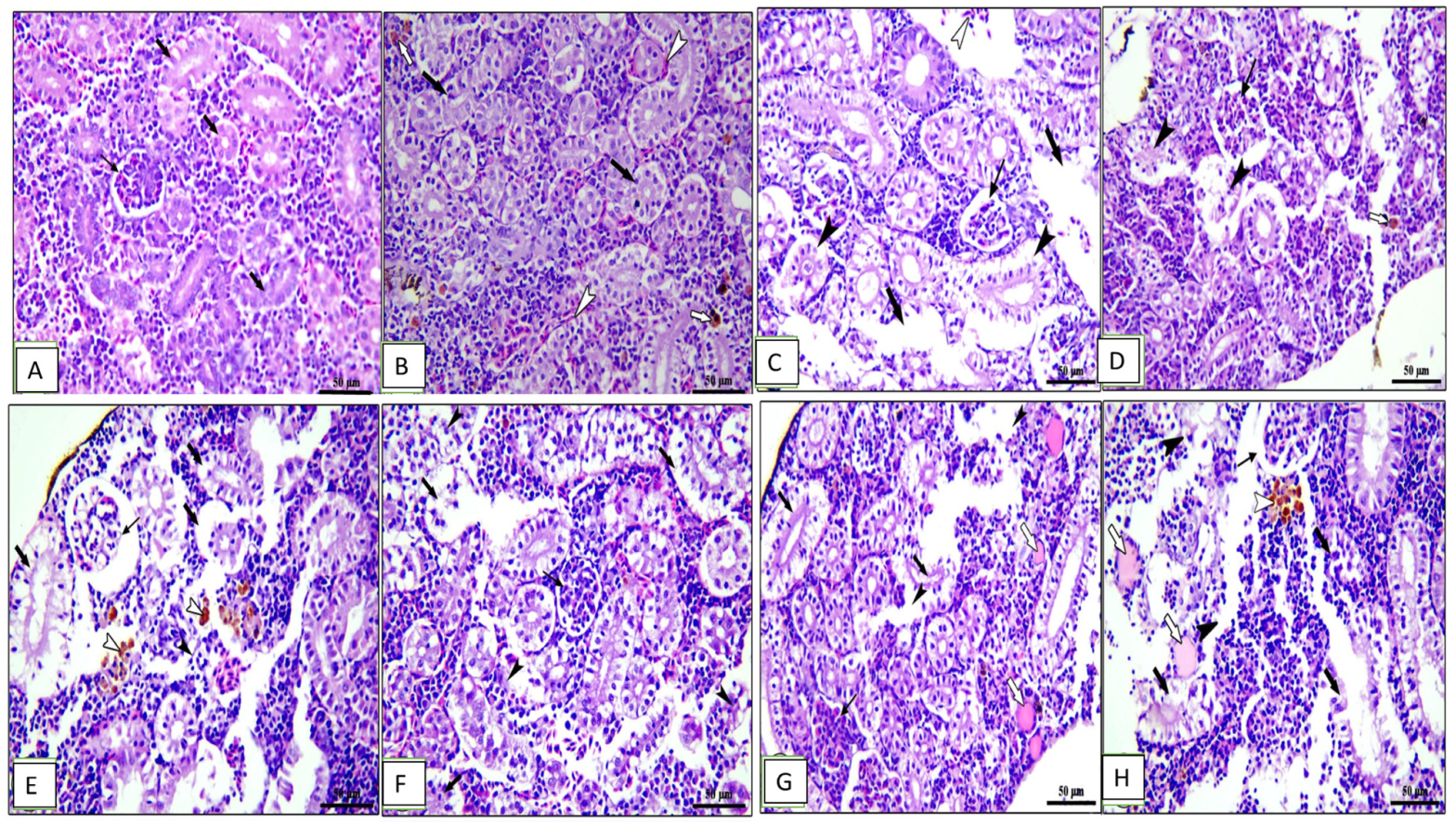 Animals 13 02229 g007