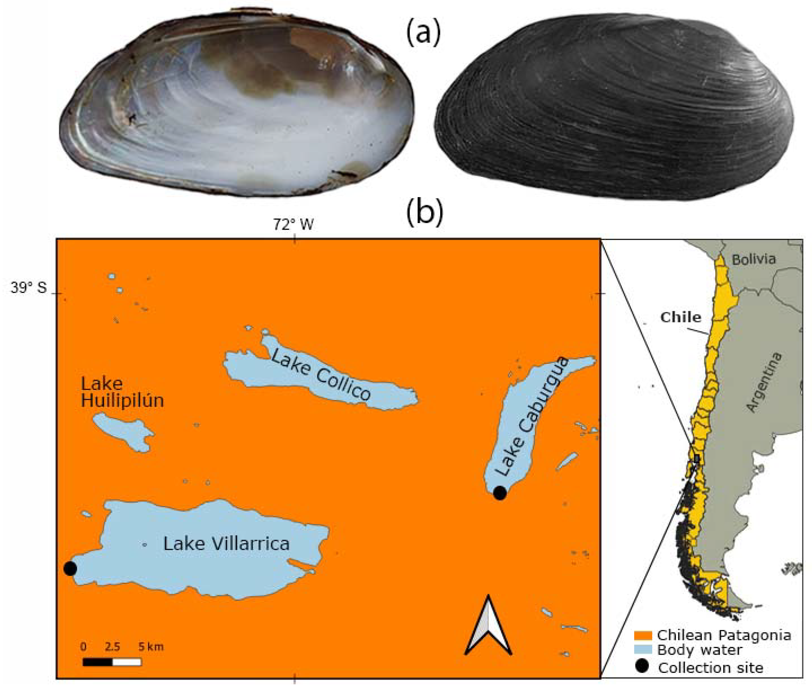 freshwater clam