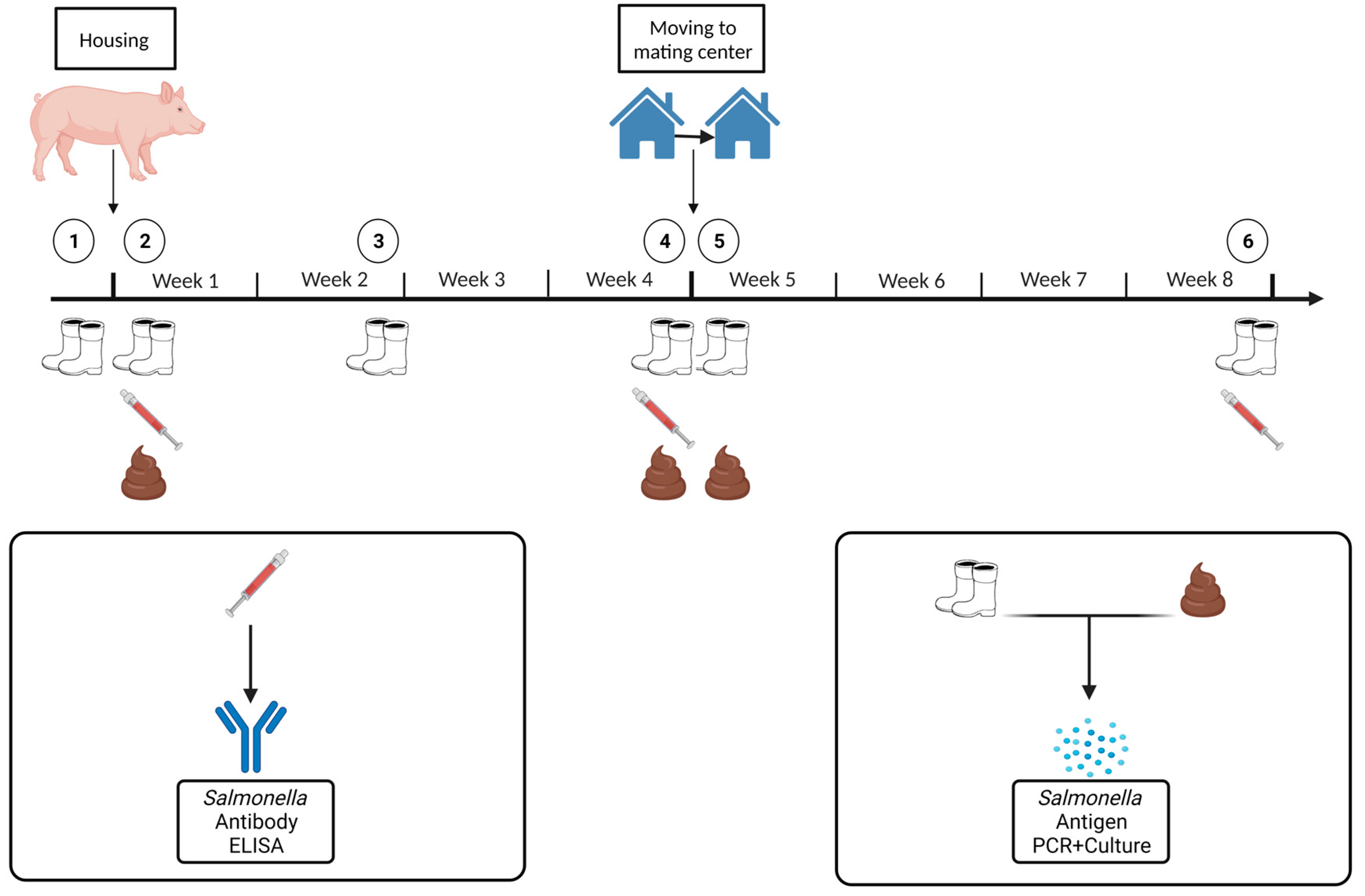 Animals 13 02262 g001