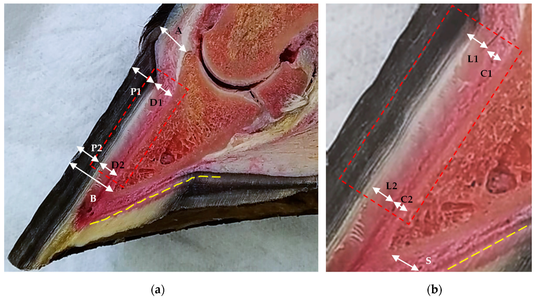 Animals 13 02267 g001