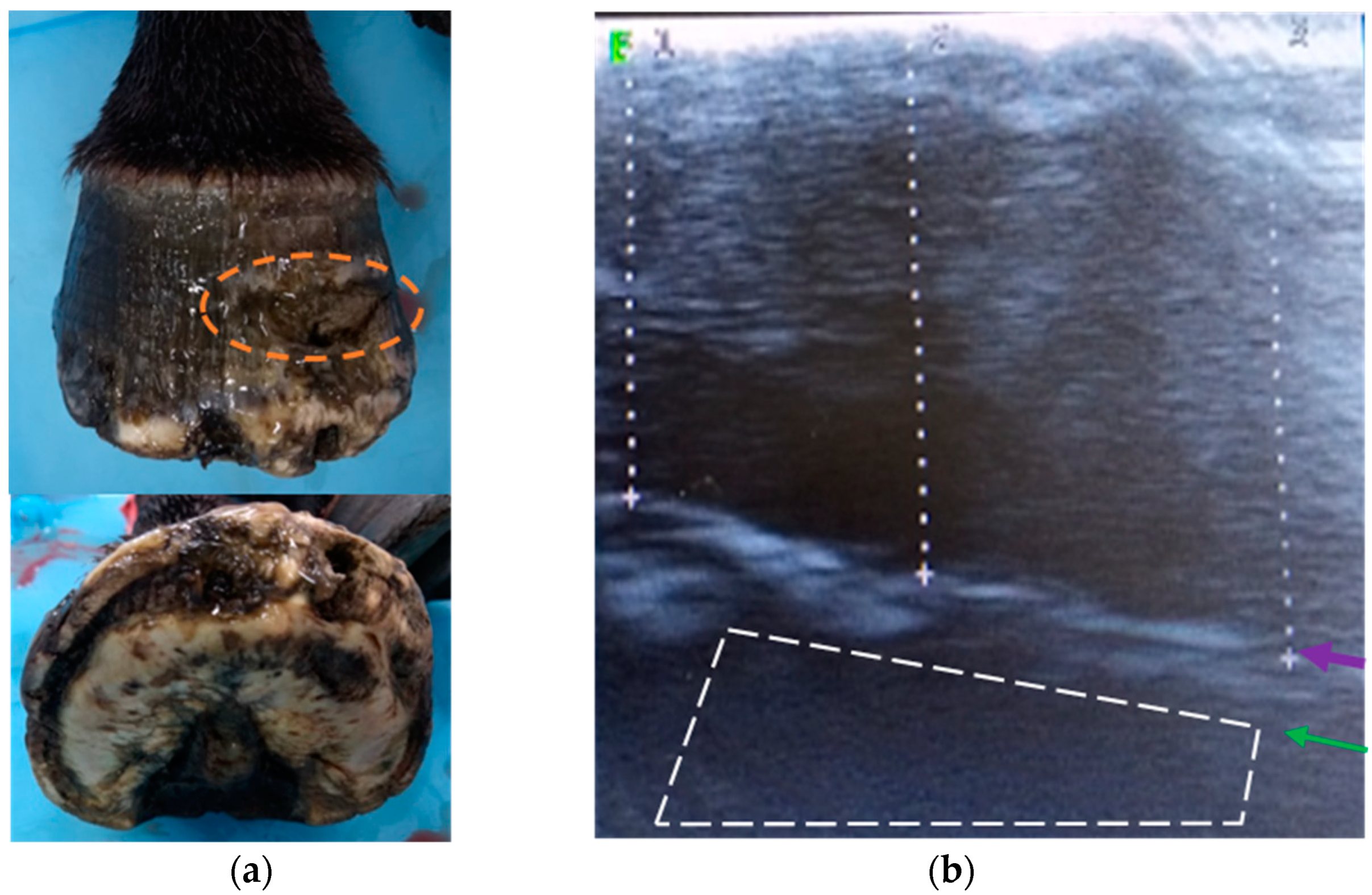 Animals 13 02267 g0a1