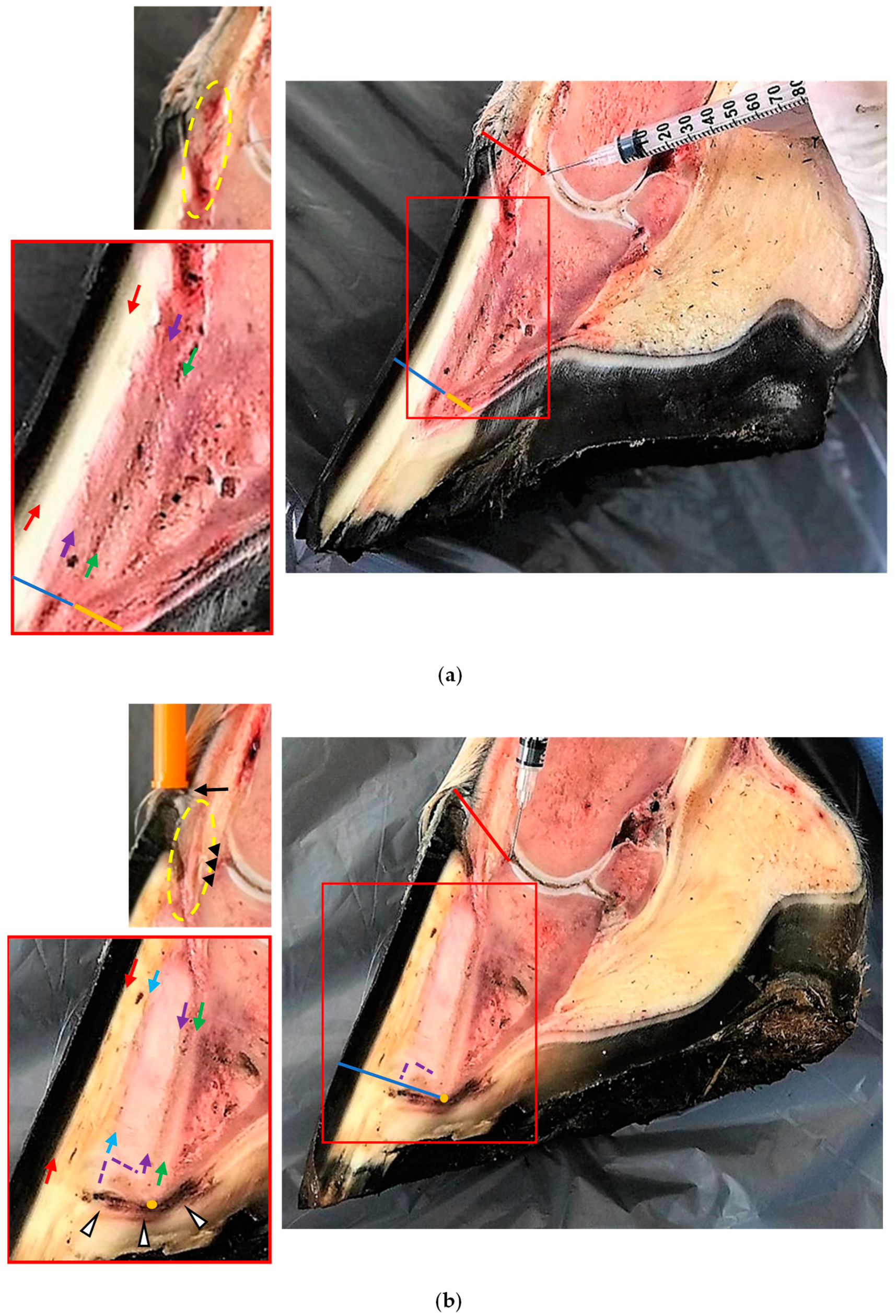 Animals 13 02267 g0a2