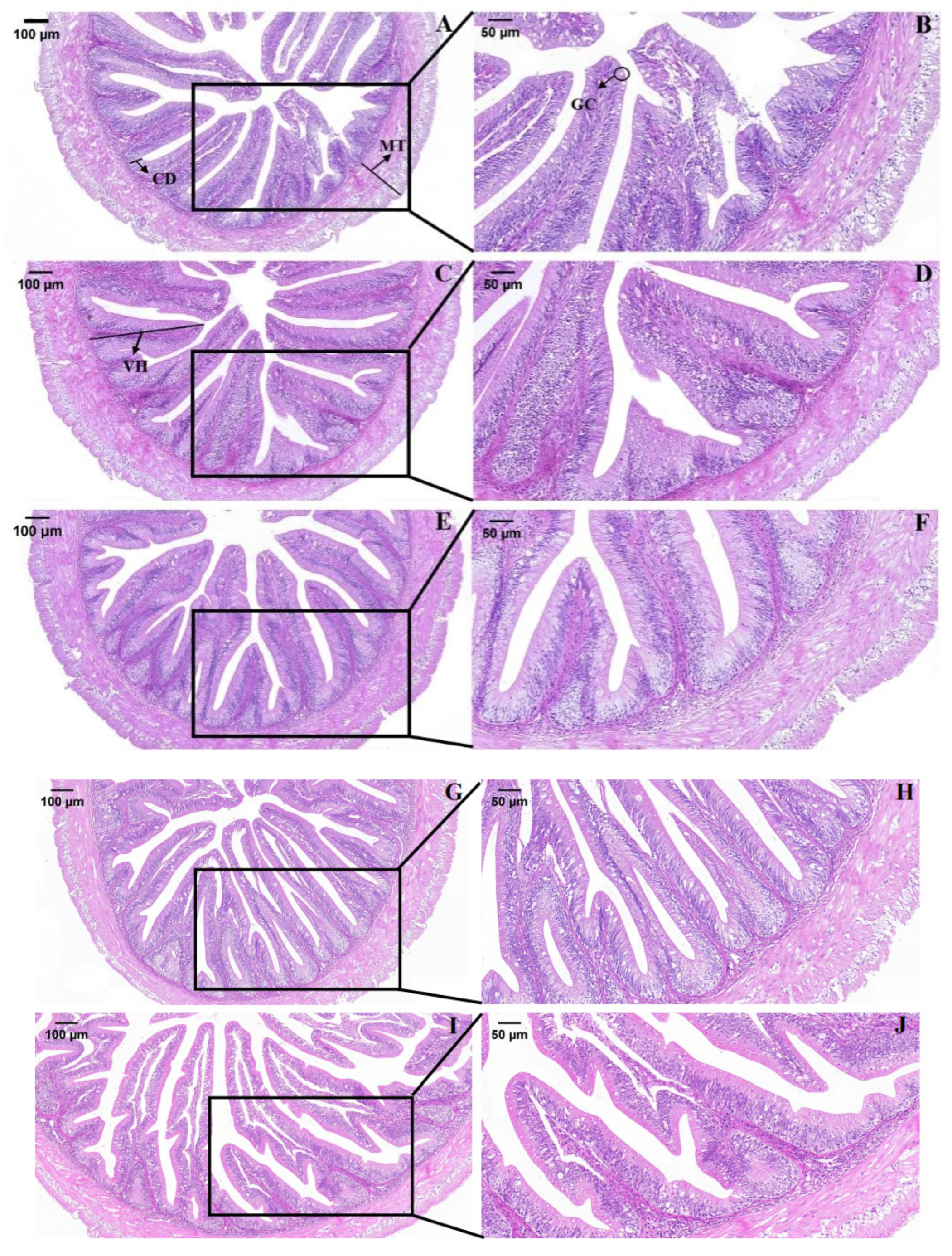 Animals 13 02274 g001 Animals 13 02274 g001