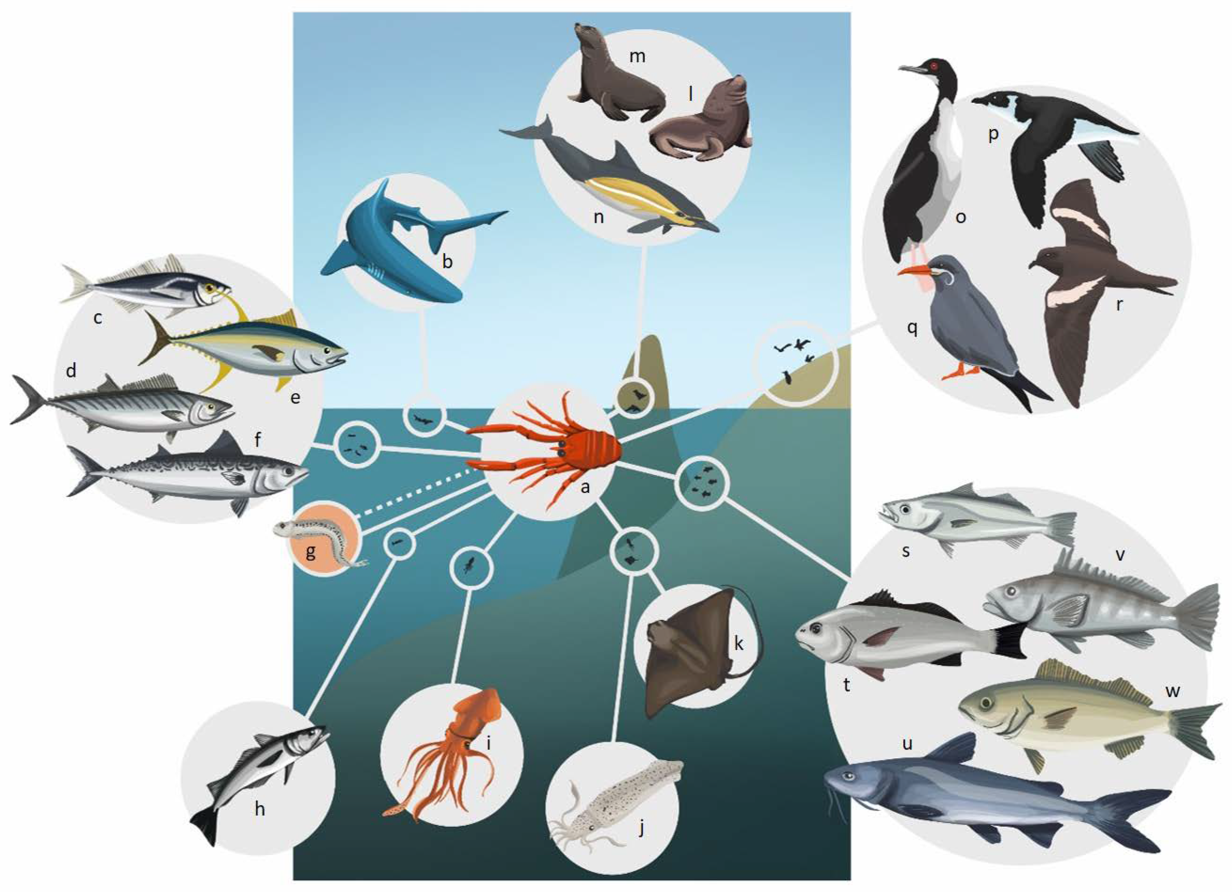 pacific ocean animals food chain