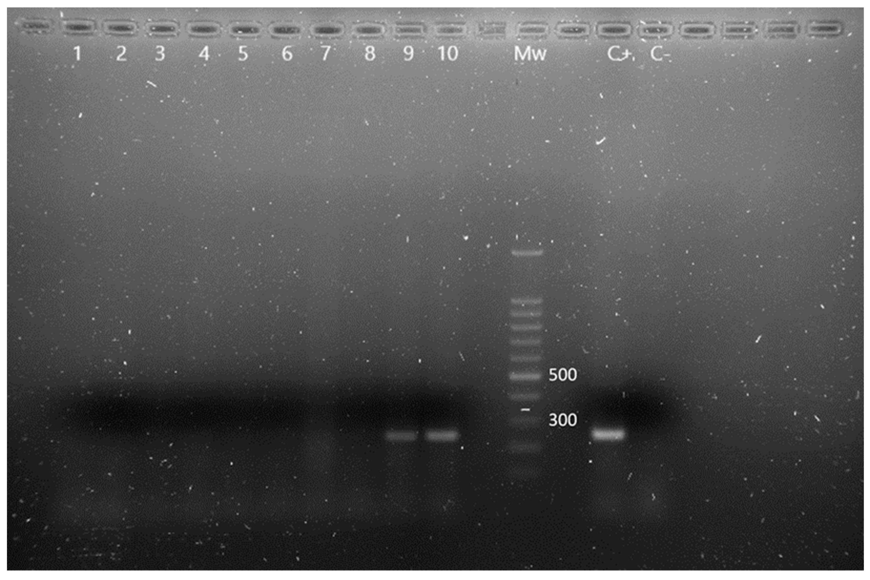 Animals 13 02288 g002 Animals 13 02288 g002