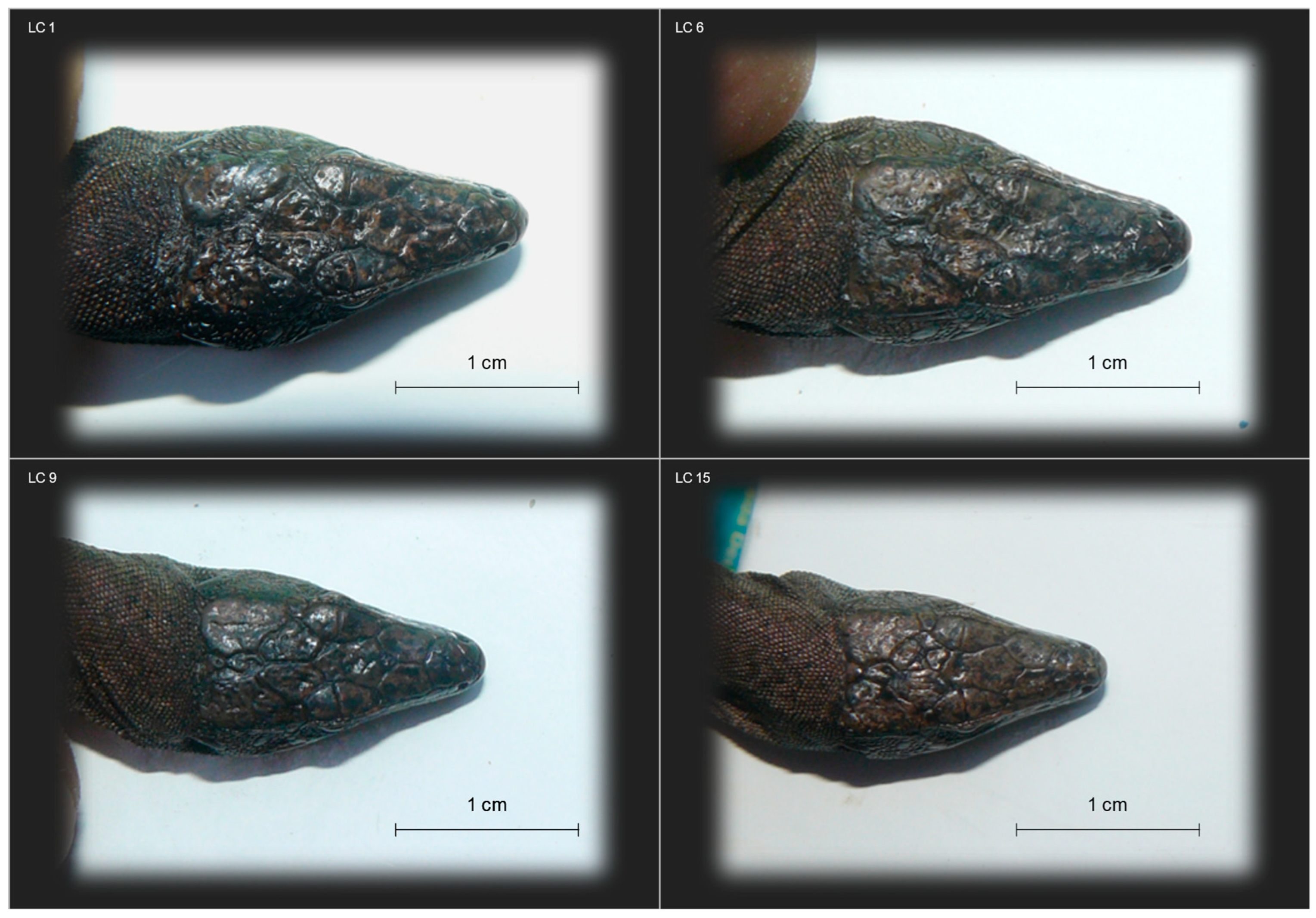 Animals 13 02289 g002 Animals 13 02289 g002