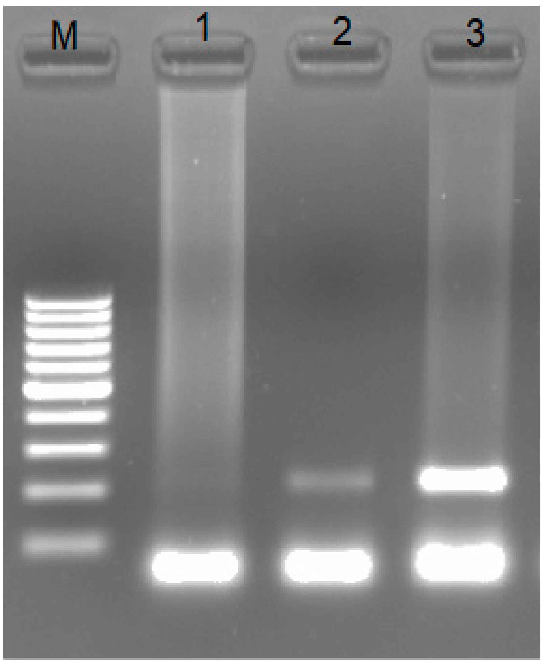 Animals 13 02290 g002