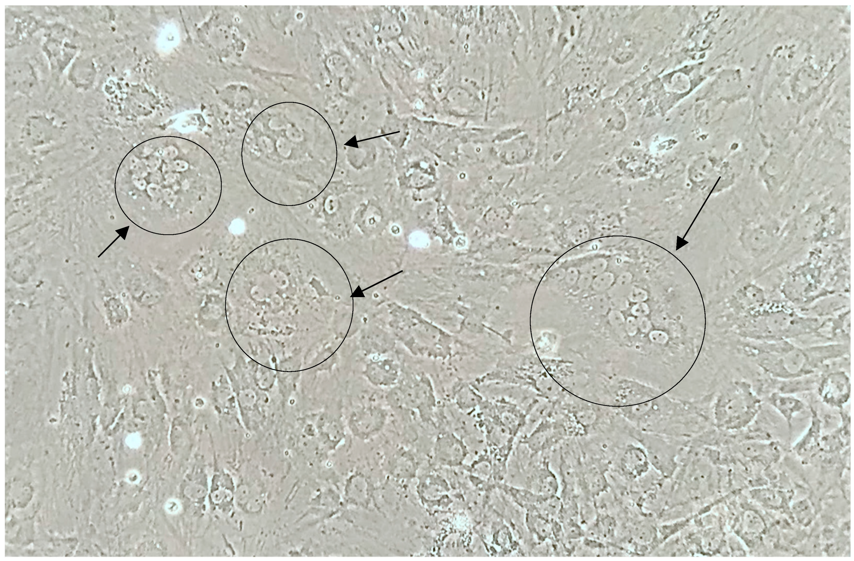 Animals 13 02290 g004