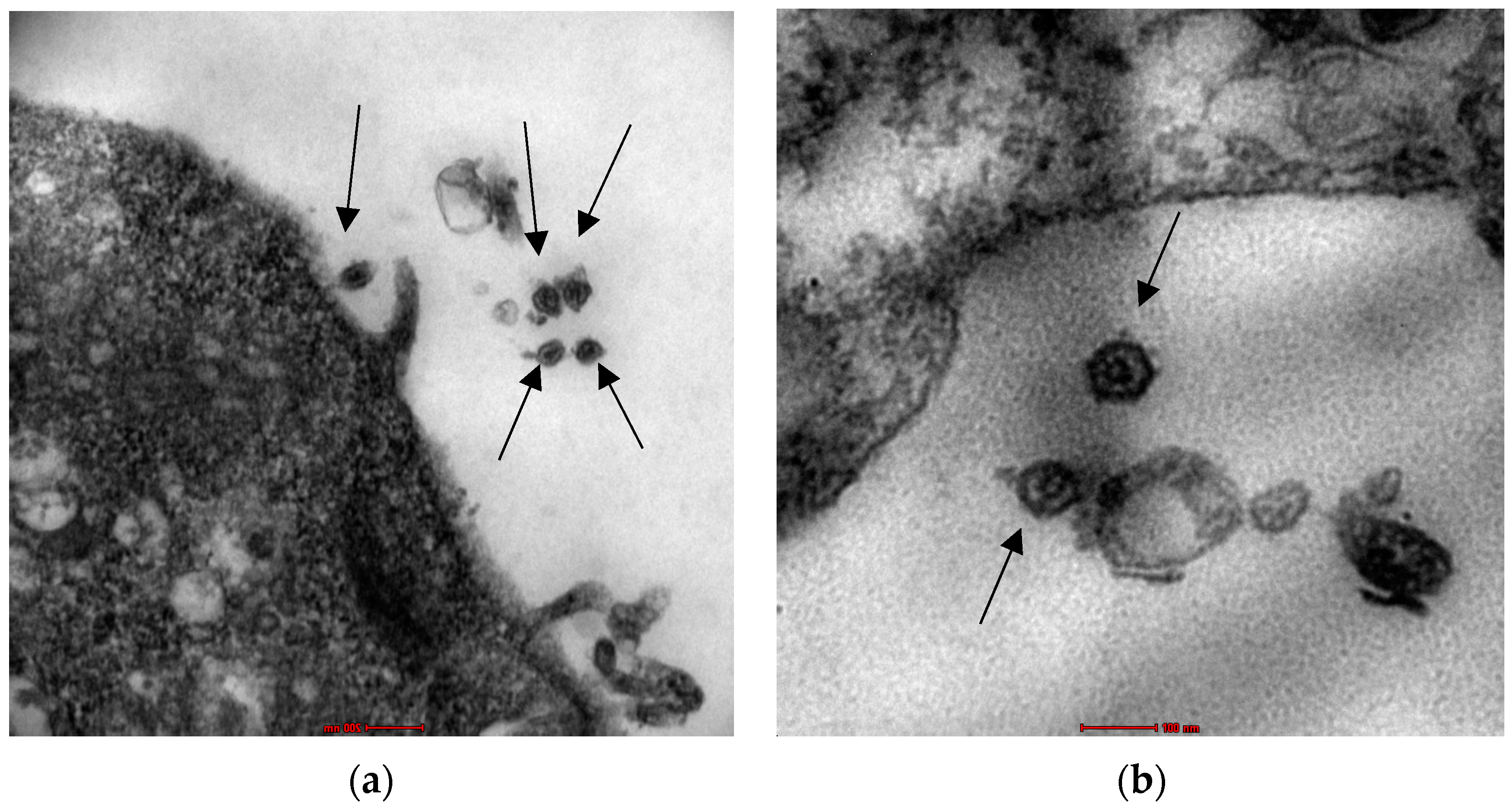 Animals 13 02290 g005