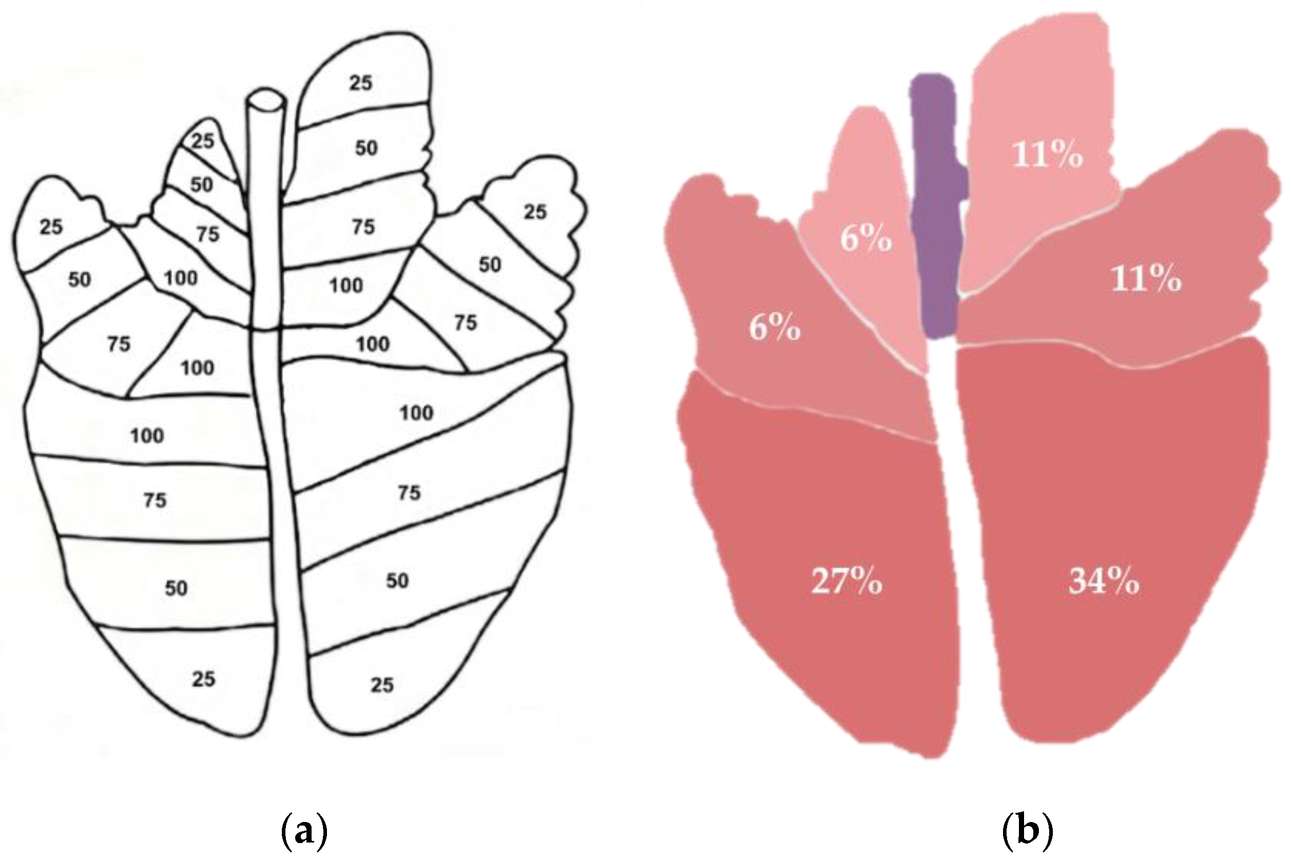 The Surprising Number Of Lobes In A Frog'S Liver! - yrjdmk7
