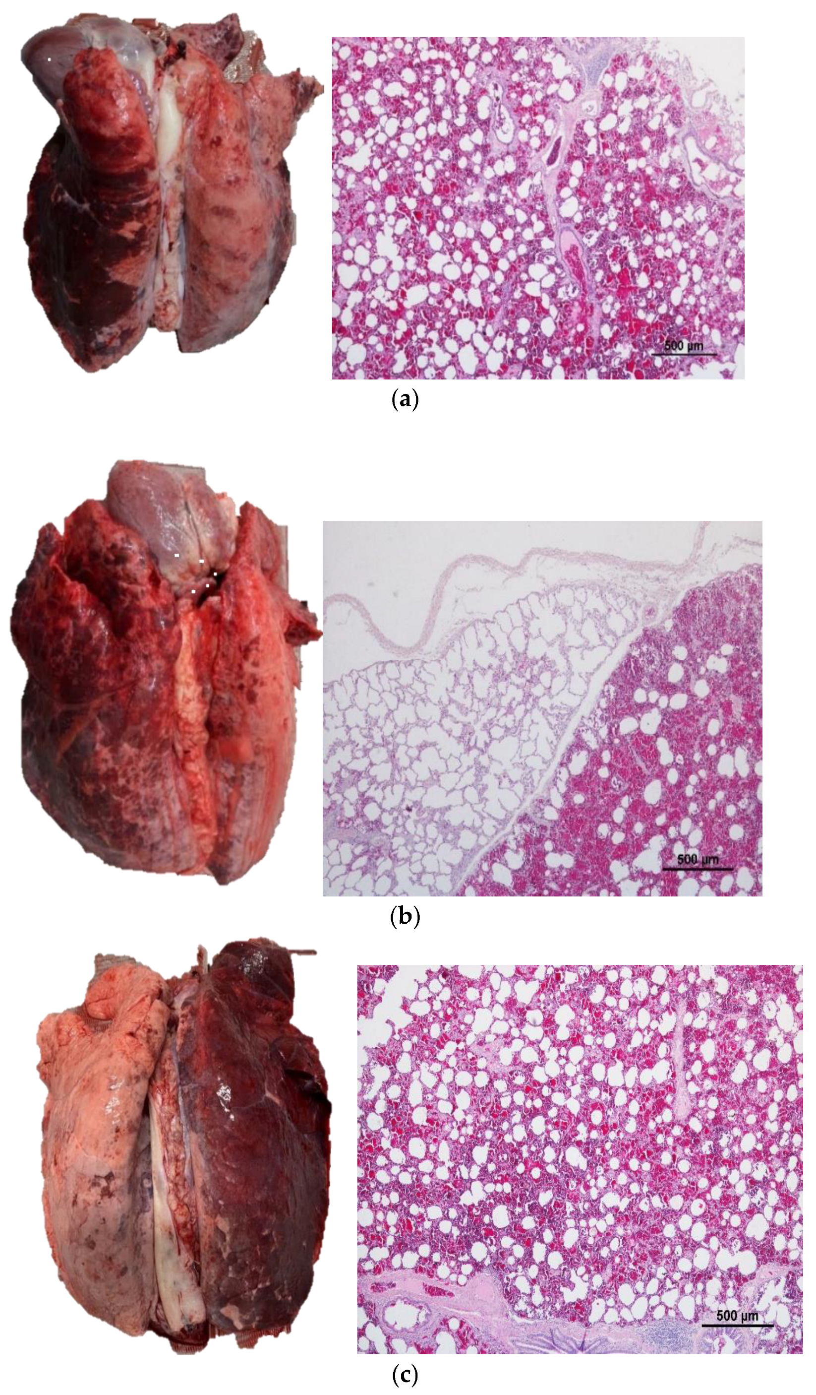 Animals 13 02292 g002