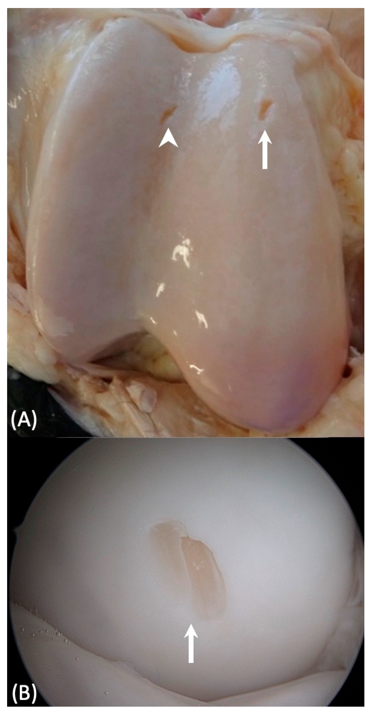 Animals 13 02304 g002