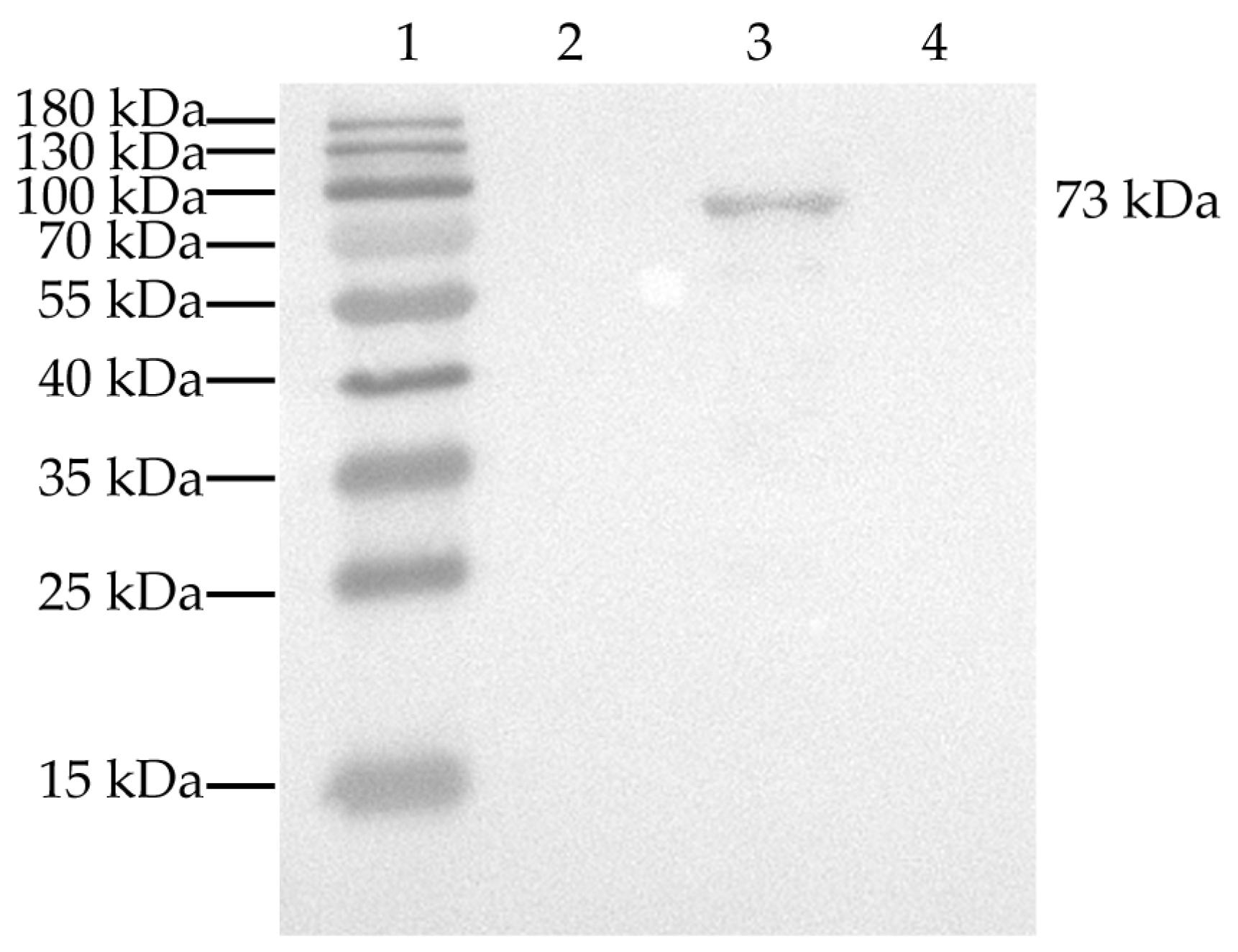 Animals 13 02330 g002